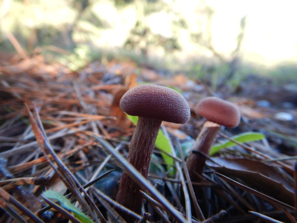 Mushroom8.JPG