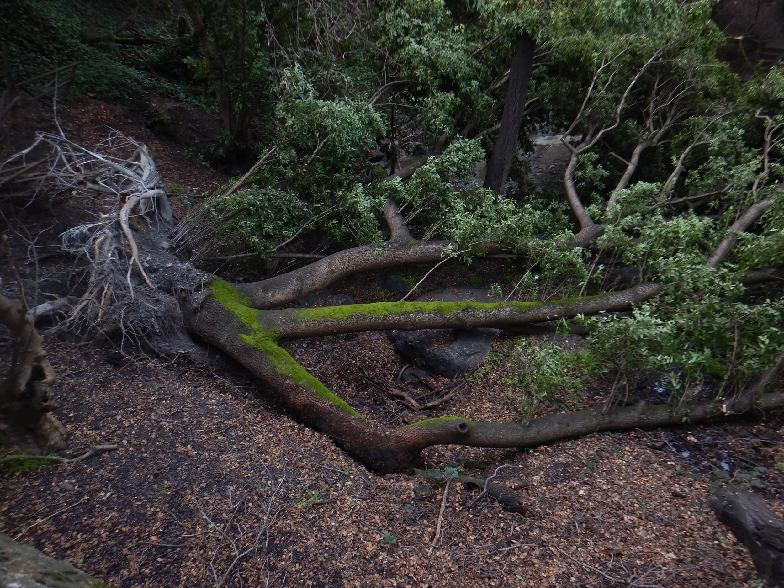 Heavy, wet, and previously exposed to many years of drought, we watched this tree fall before our eyes.