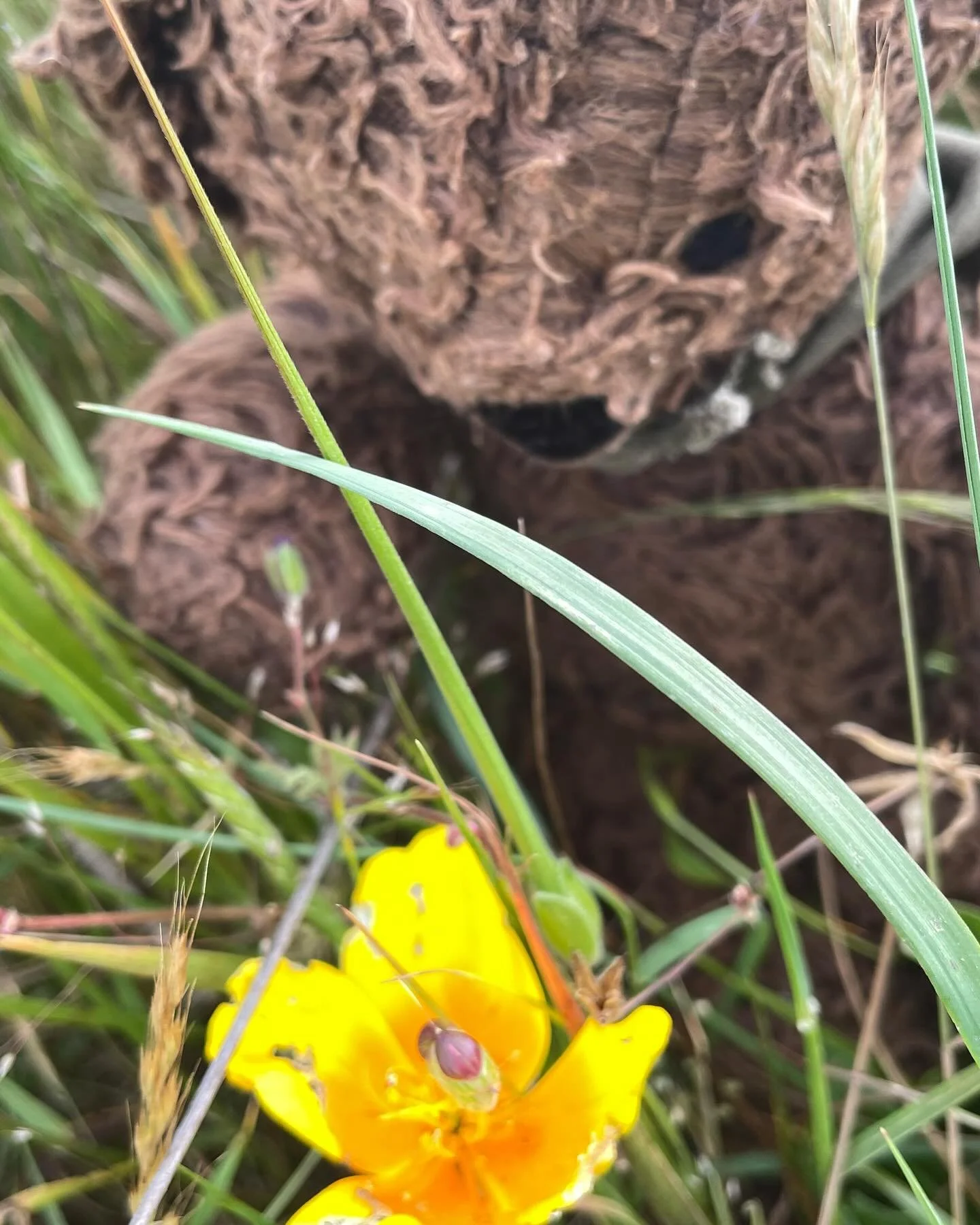 Did you know that the orange California poppies you see up and down the state are actually a Santa Barbara variety? They historically varied from orange in Southern California to yellow in Northern California. Bandana Bear discovered a mid-range vari