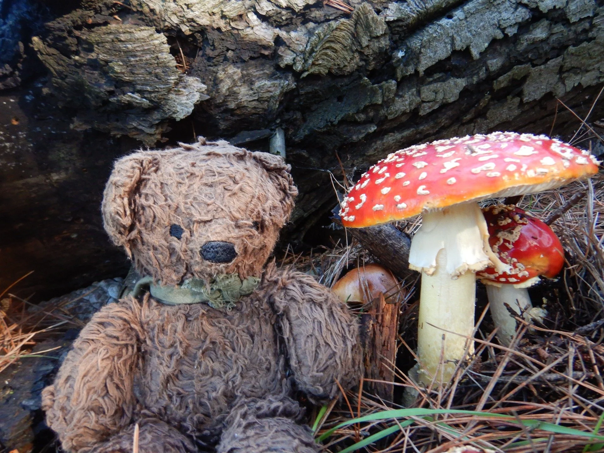 Now THAT's a big mushroom, Bandana Bear!!!

January in wet regions is a great time to go out looking for cool mushrooms. At Outside School we always just took in their beauty and the seeming magic of never knowing what kinds of mushrooms we'd find, w