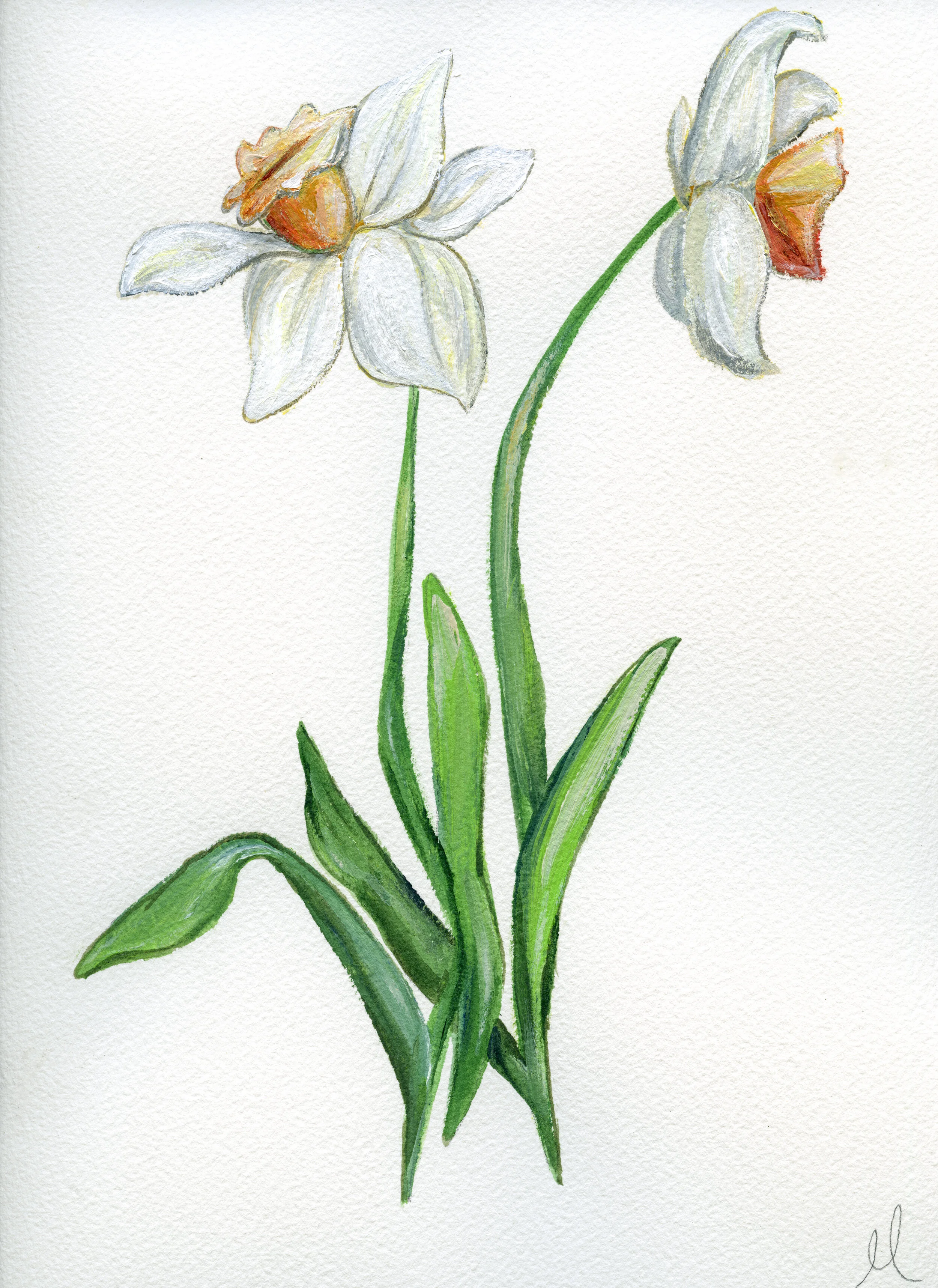 Daffodil Study.jpg