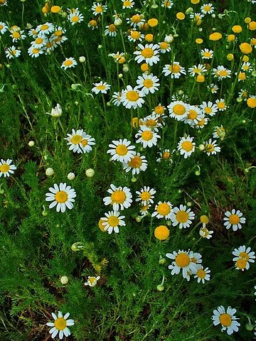Photo Credit: By H. Zell - Own work, https://commons.wikimedia.org/w/index.php?curid=9482794