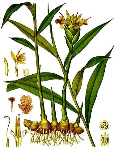 Photo Credit: Franz Eugen Köhler, Köhler's Medizinal-Pflanzen - The Internet Archive List of Koehler Images, Public Domain, https://commons.wikimedia.org/w/index.php?curid=5111564