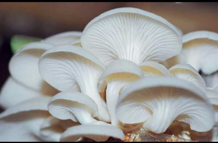 white oyster mushroom.jpeg