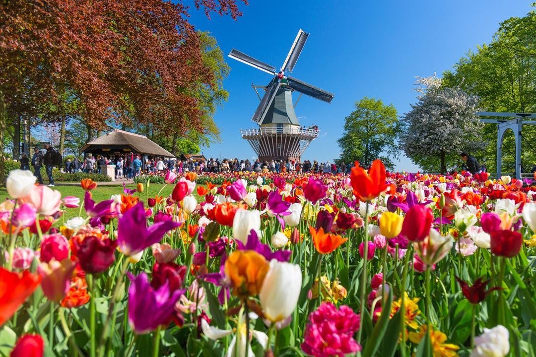 What's your dream spring travel destination? 🌸✨ 

Among the world's wonders is the Keukenhof Gardens in the Netherlands, a place where over 7 million tulips, daffodils, and hyacinths burst into life, creating a vibrant showcase of color and fragranc