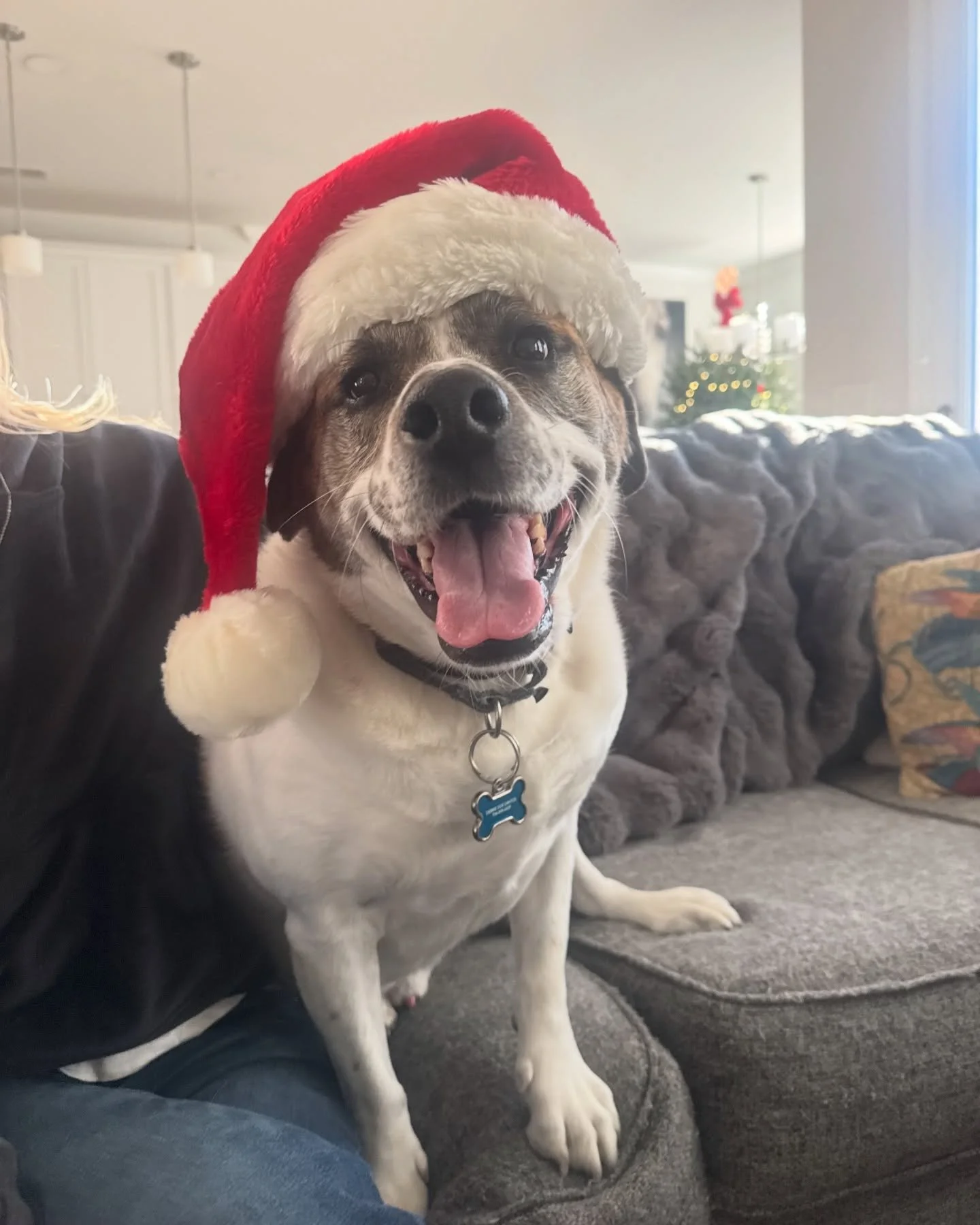 Merry Christmas from our four-legged member of the family to yours! ✨🎄🐾