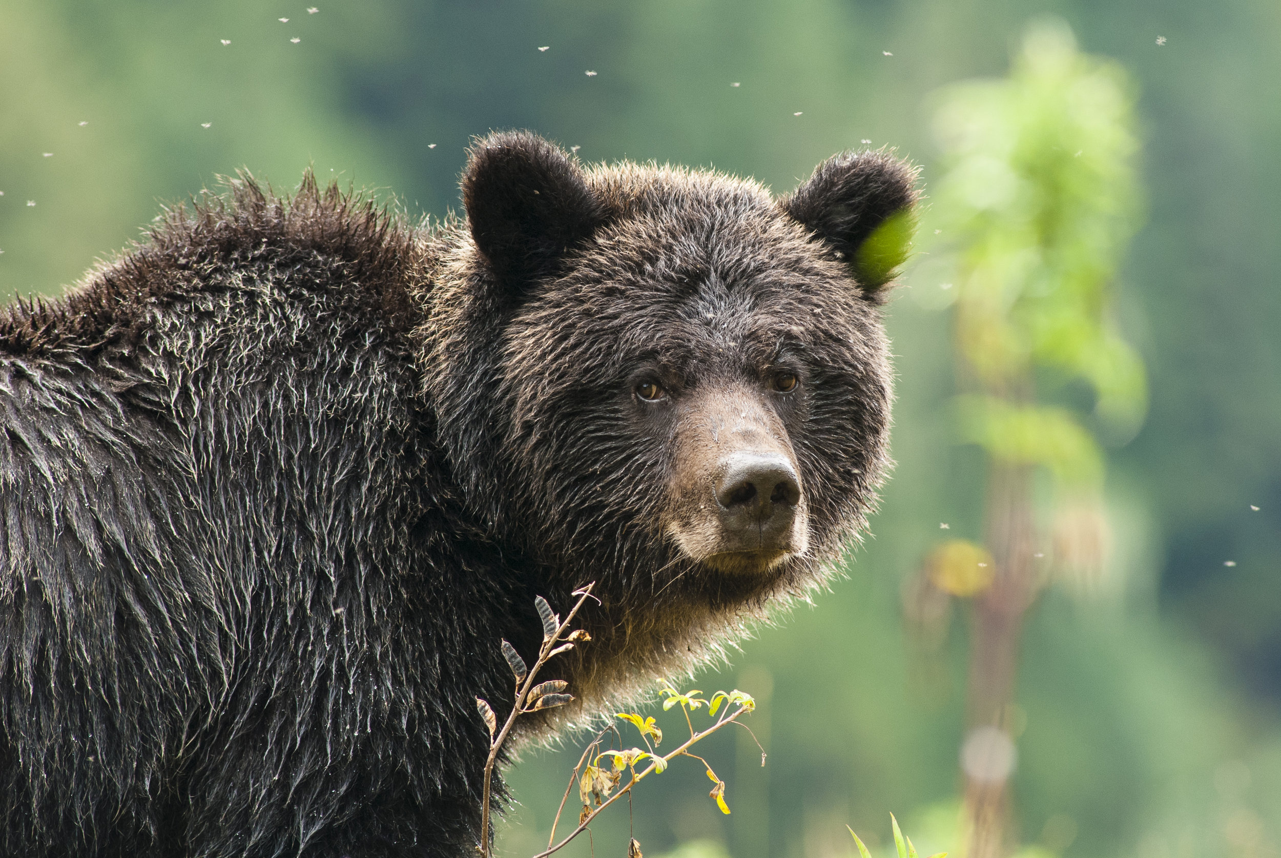 GBR_05_GrizzlyProfile.jpg