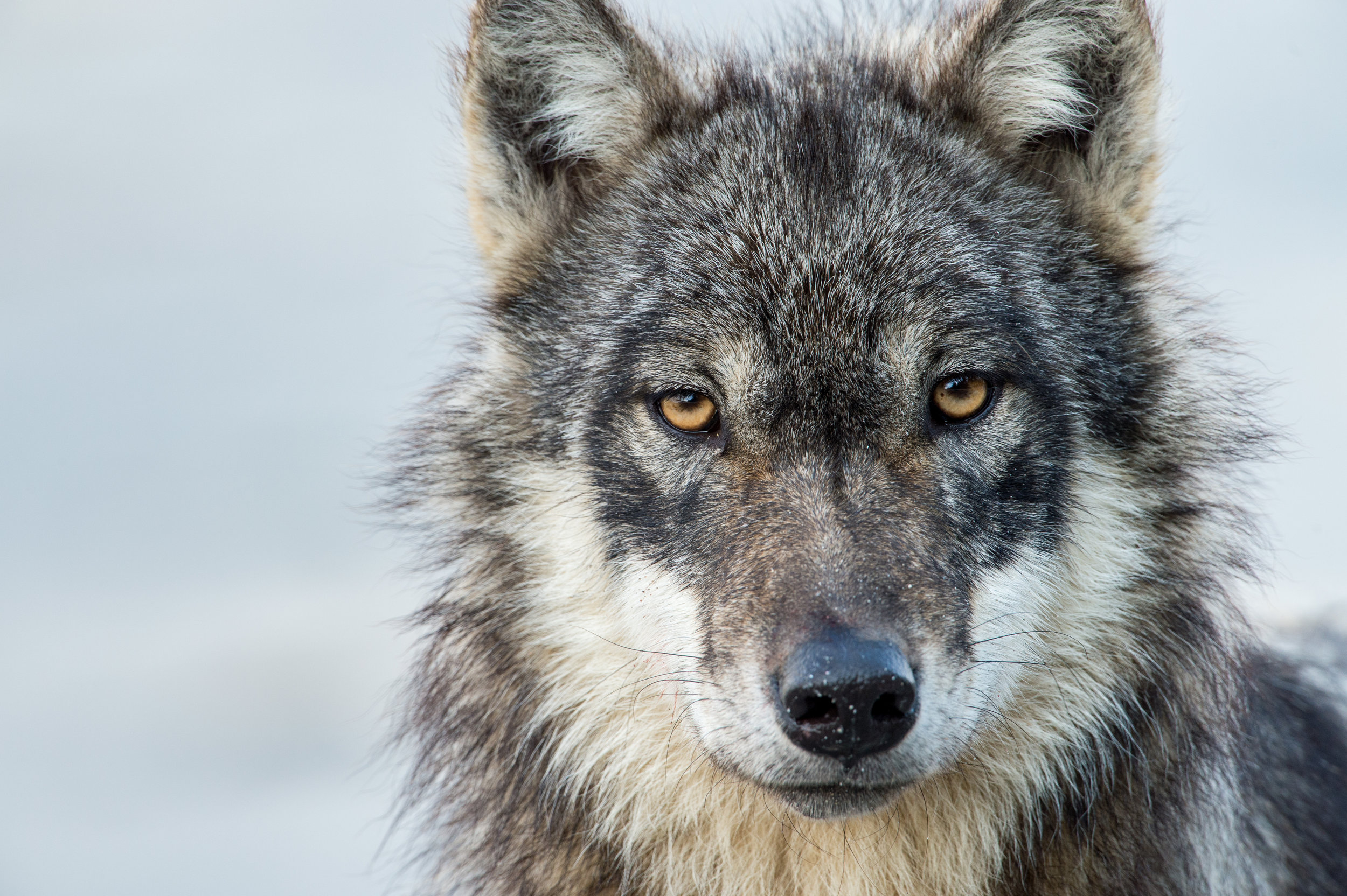 GBR_18_WolfProfile.jpg