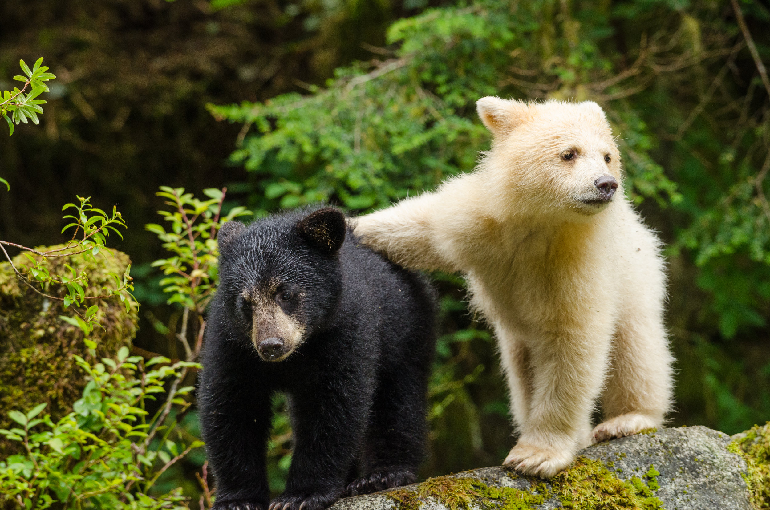 GBR_21_BlackWhiteBearSiblings.jpg