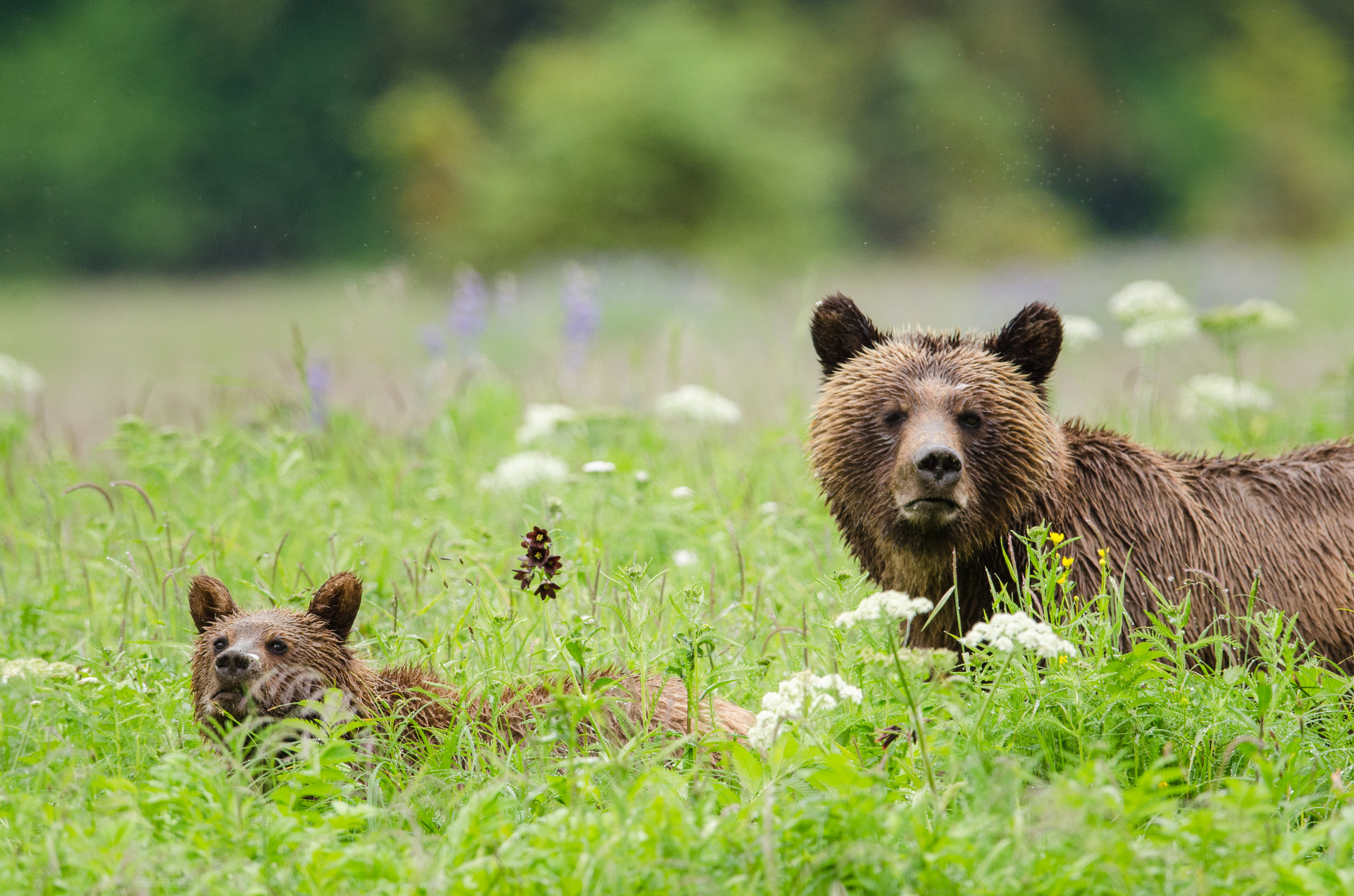 GBR_20_GrizzlyInField.jpg