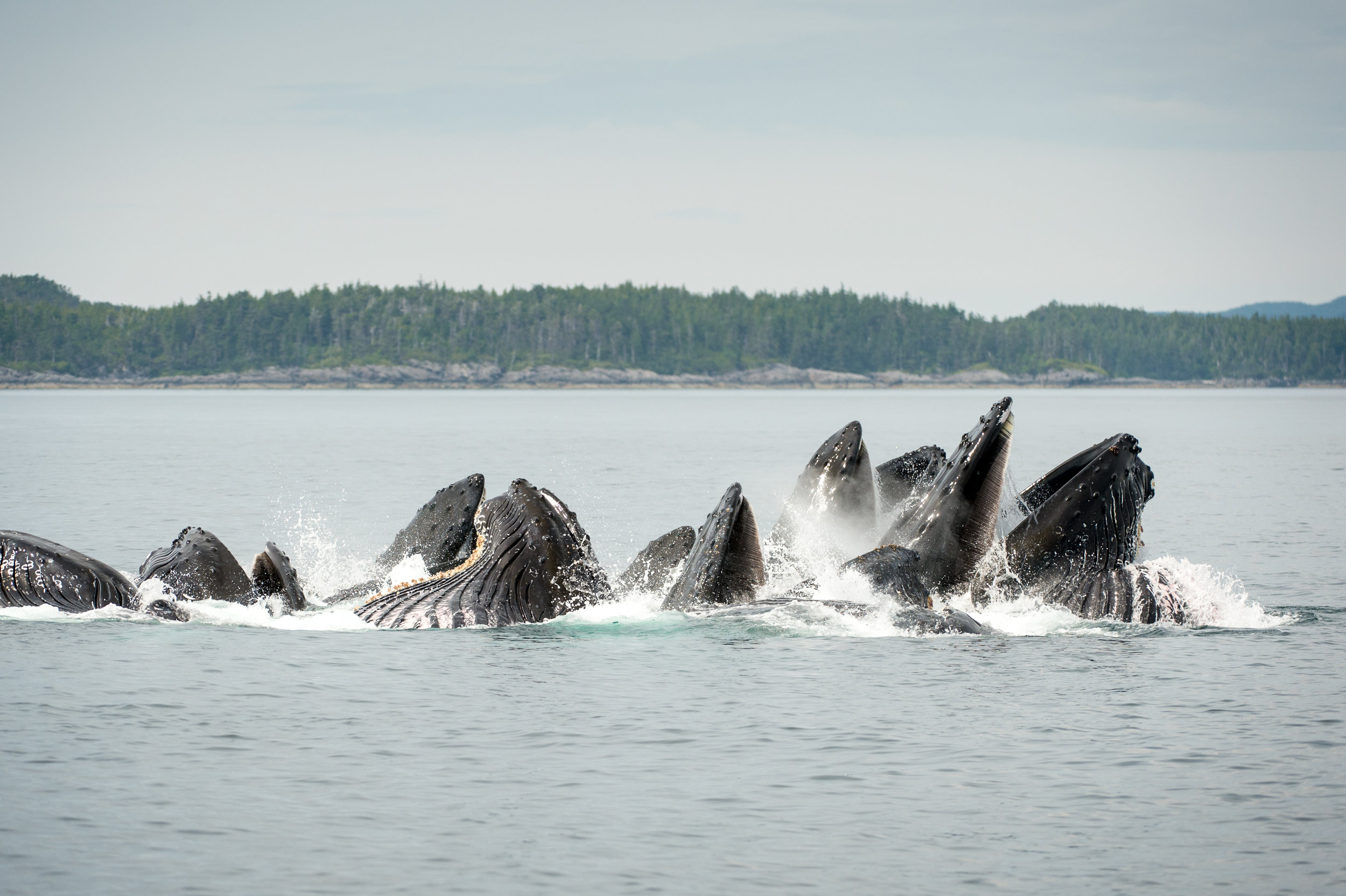 GBR_08_Humpbacks.jpg