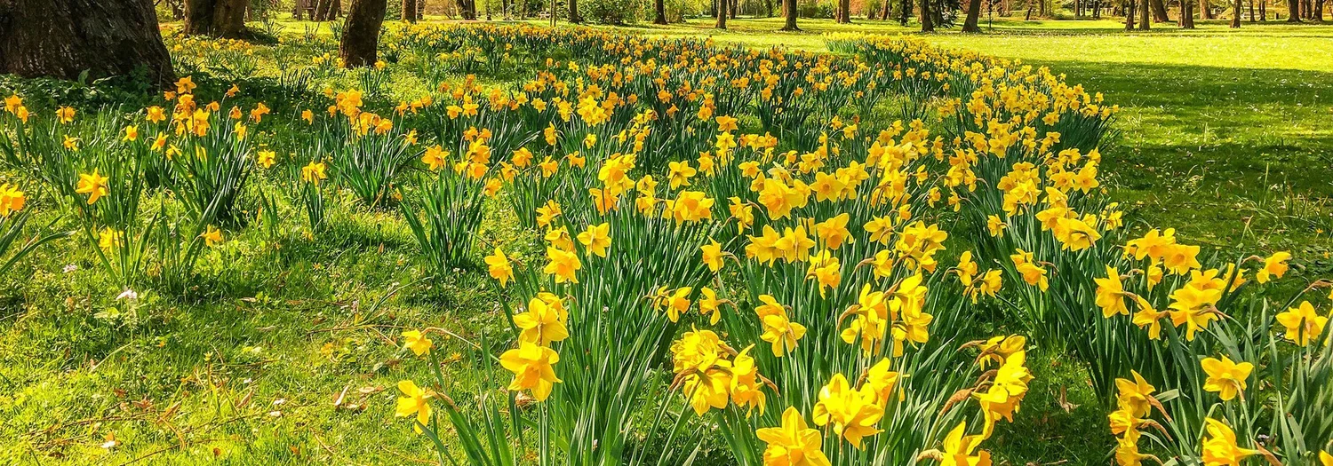 Events — New York Welsh