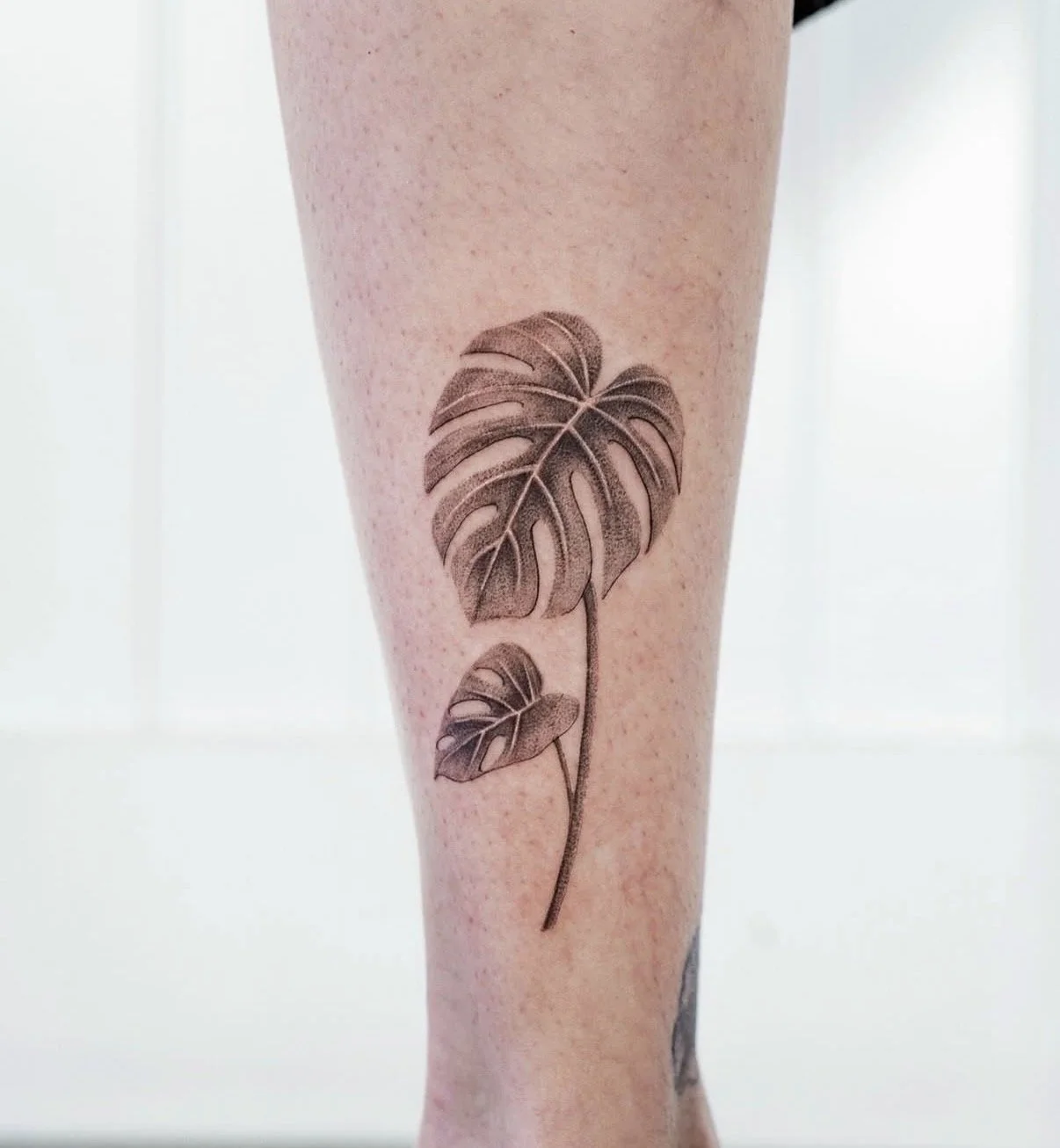 fine line monstera tattoo central coast tattoo studio
