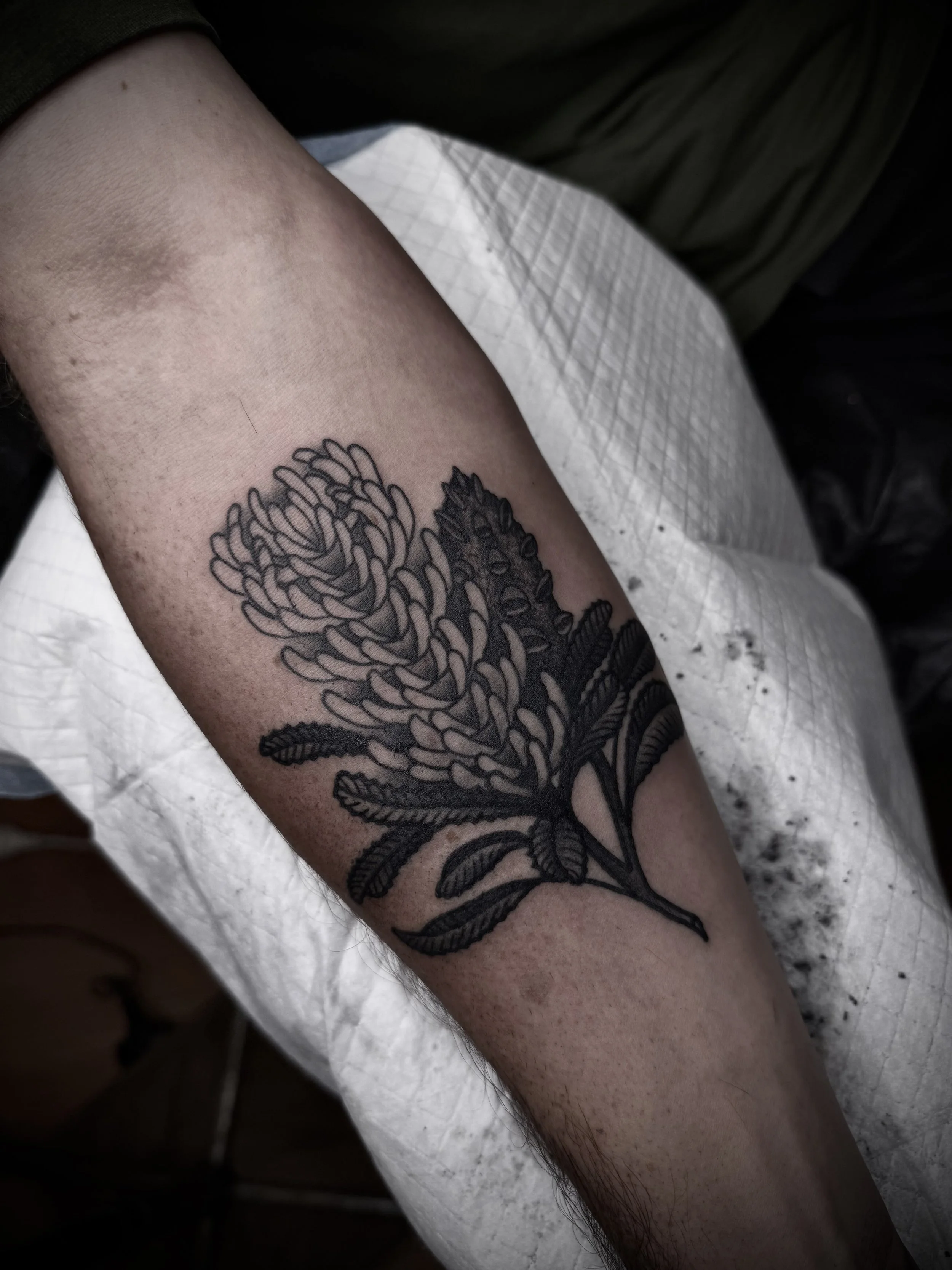 traditional banksia tattoo forearm