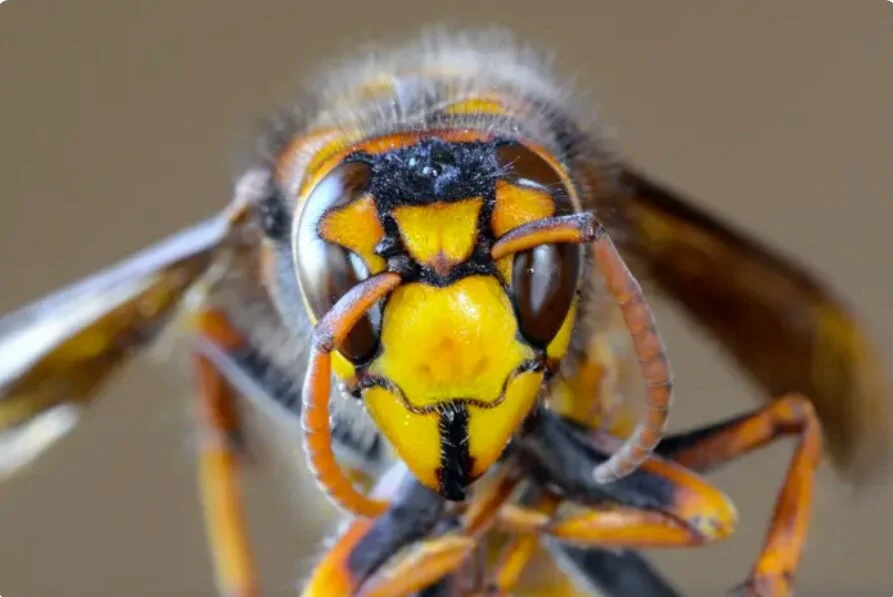 UFO's, Murder Hornets, and Election Coattails
