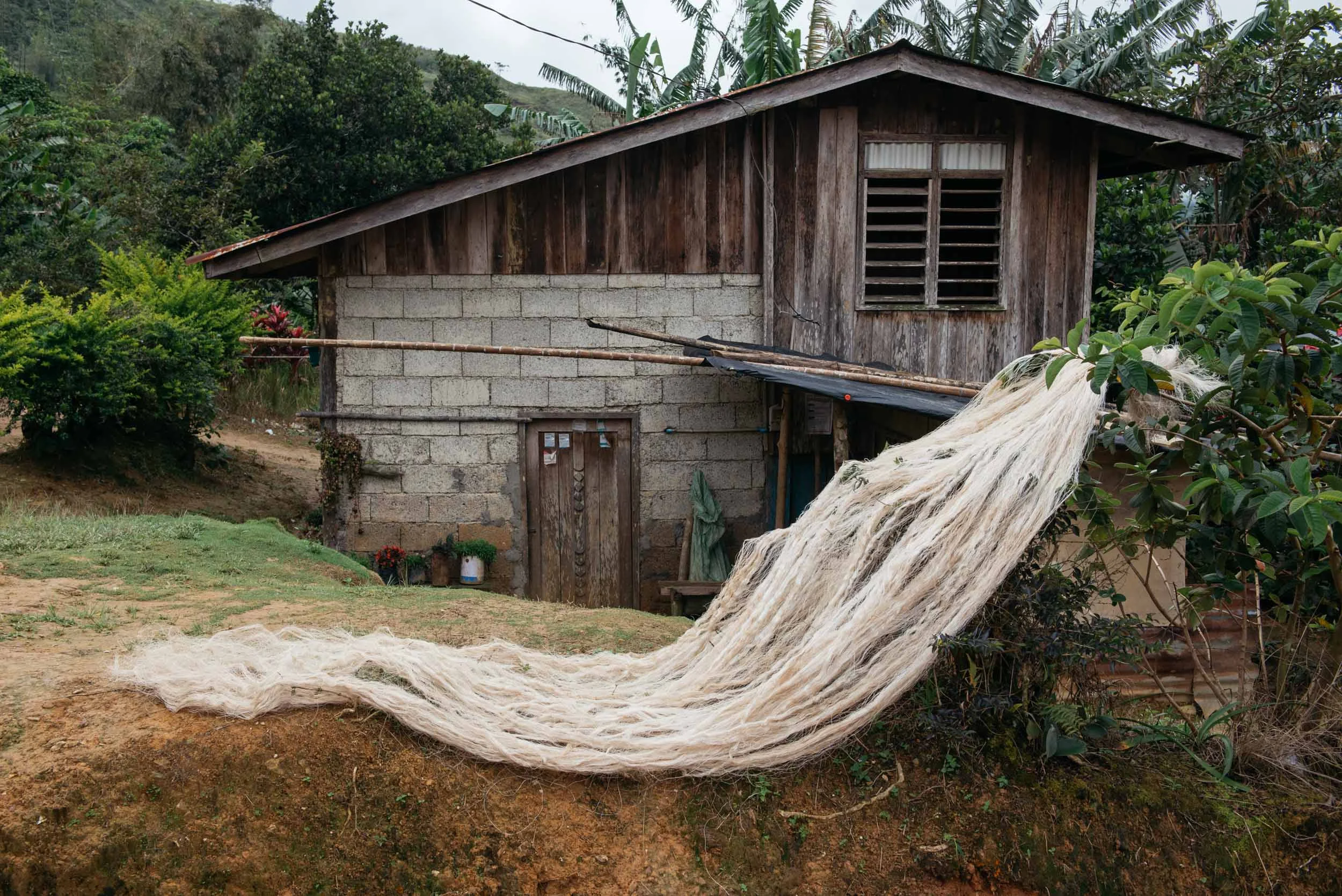 Abaca serves as Sitio Manalog’s primary means of survival. Within those 222 families, most depend on abaca trees as their source of livelihood.