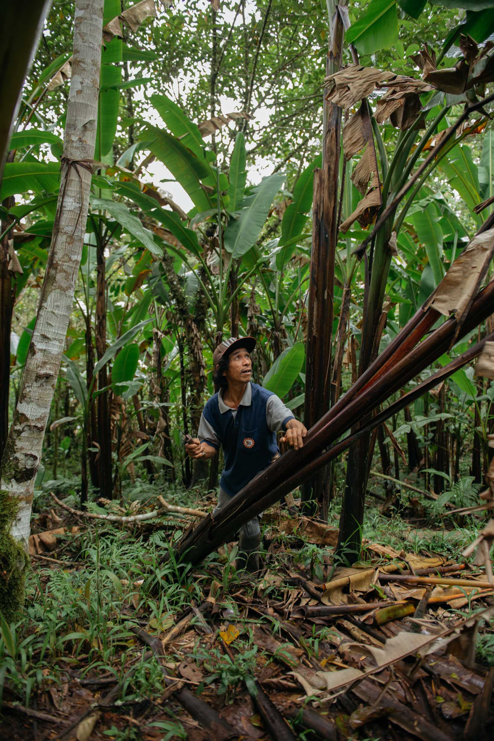  The process of Hinabol weaving starts with the abaca. A30-minute hike from the community, hectares of abaca trees were kept in best condition by the rainforest’s excellent soil and the Higaonon’s indigenous ways of sowing trees. 