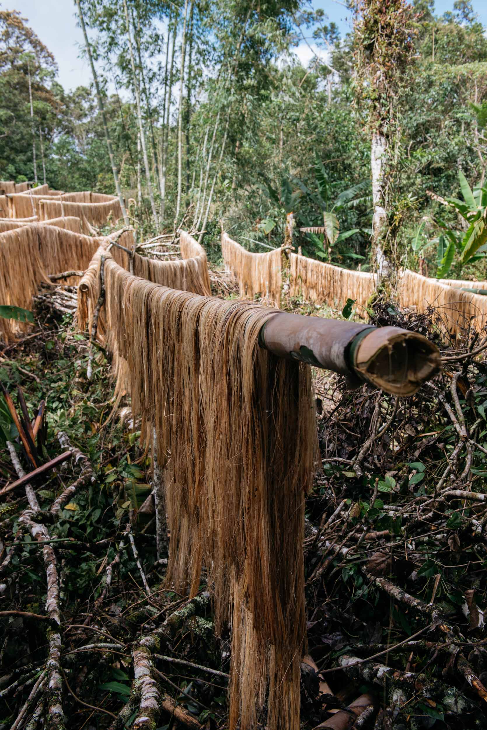  Once stripped, the farmers will then hang these fibers in wood panels placed in sun-directed areas within the forest. Sun-drying lasts for half a day up to two days, depending on the weather. 