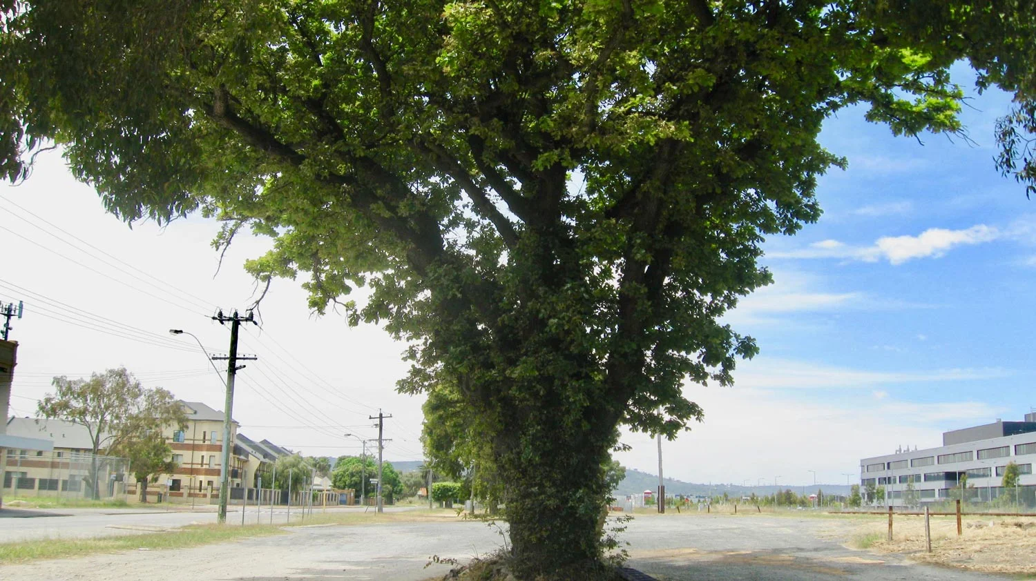 Midland’s Magnificent Oak