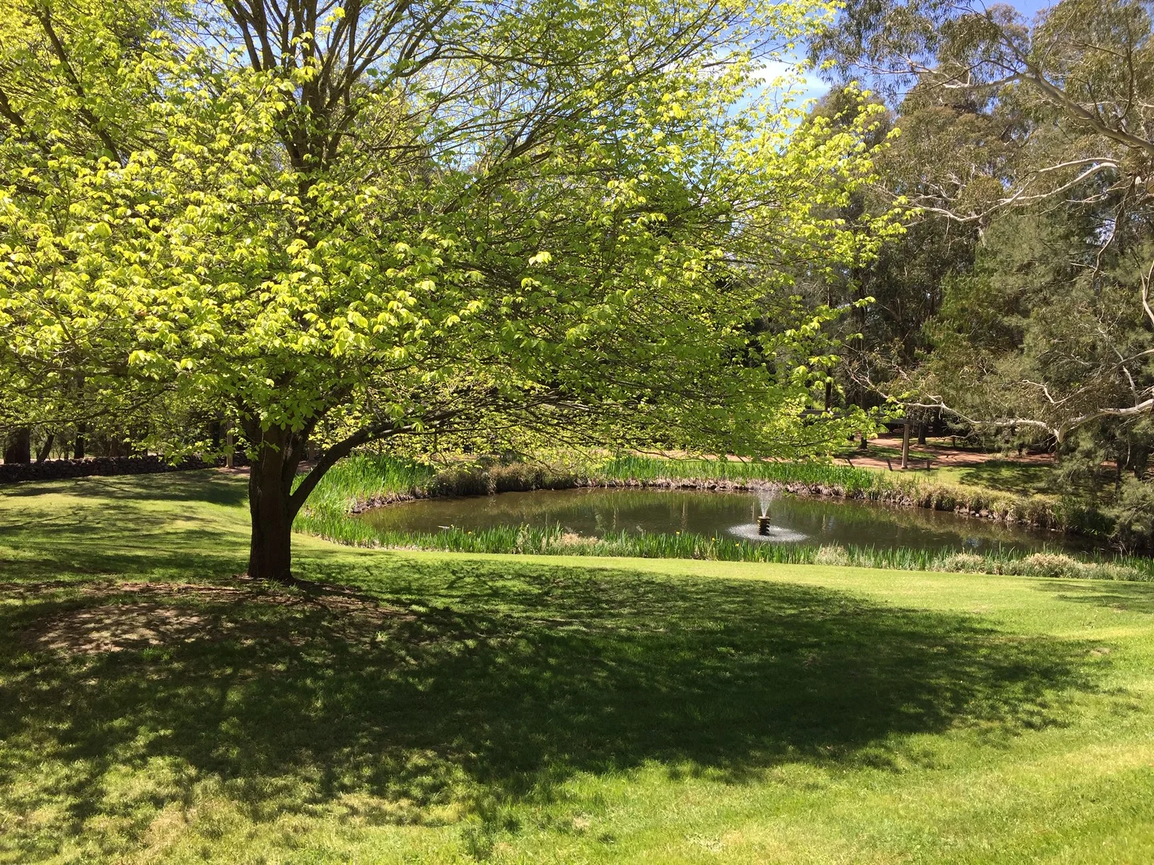 Newly-established garden ‘Greenbrier Park’ at Mittagong