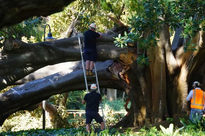 Photo Julian Robbins/ABC News