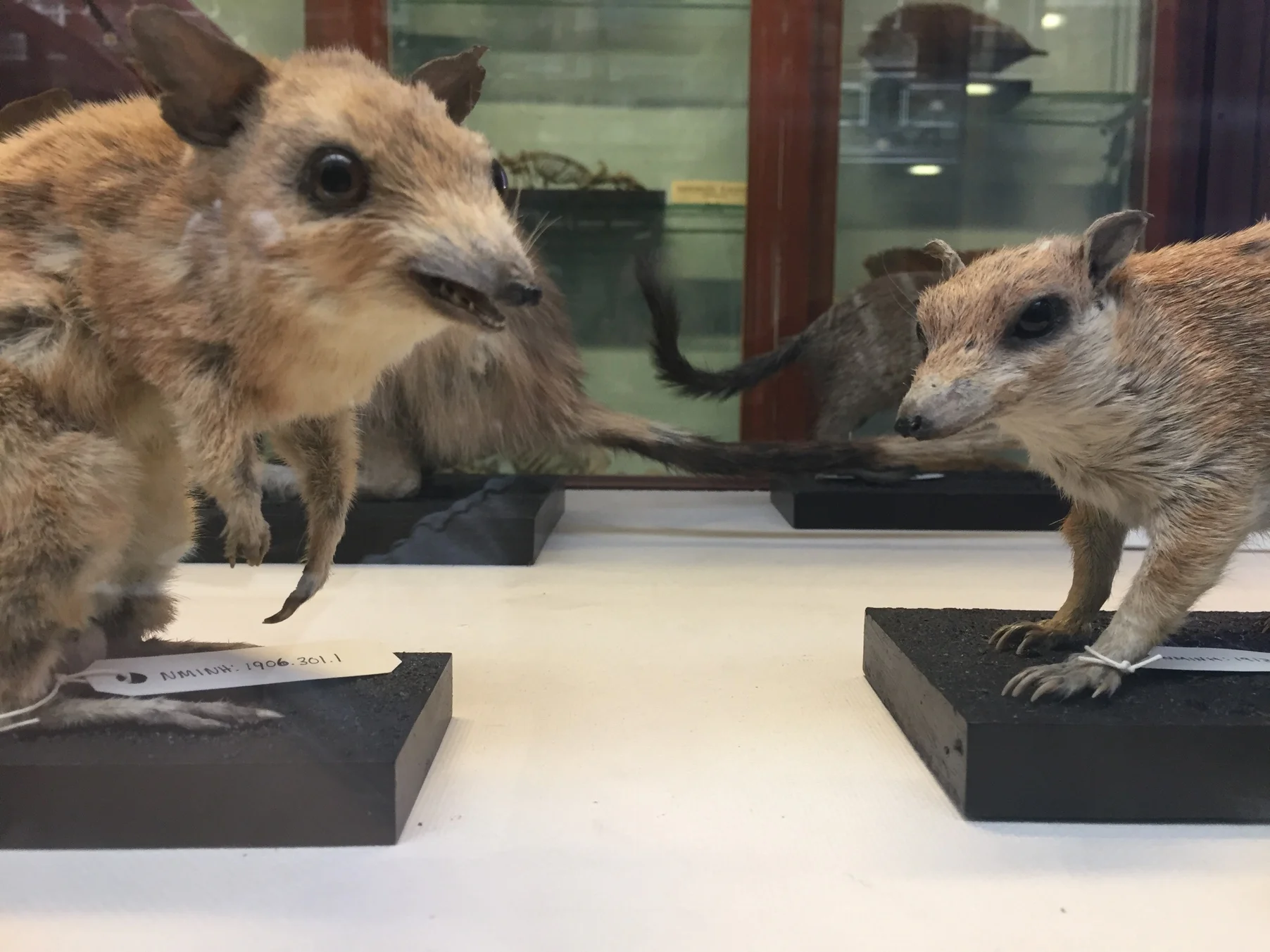 Bilby, image courtesy of UWA.