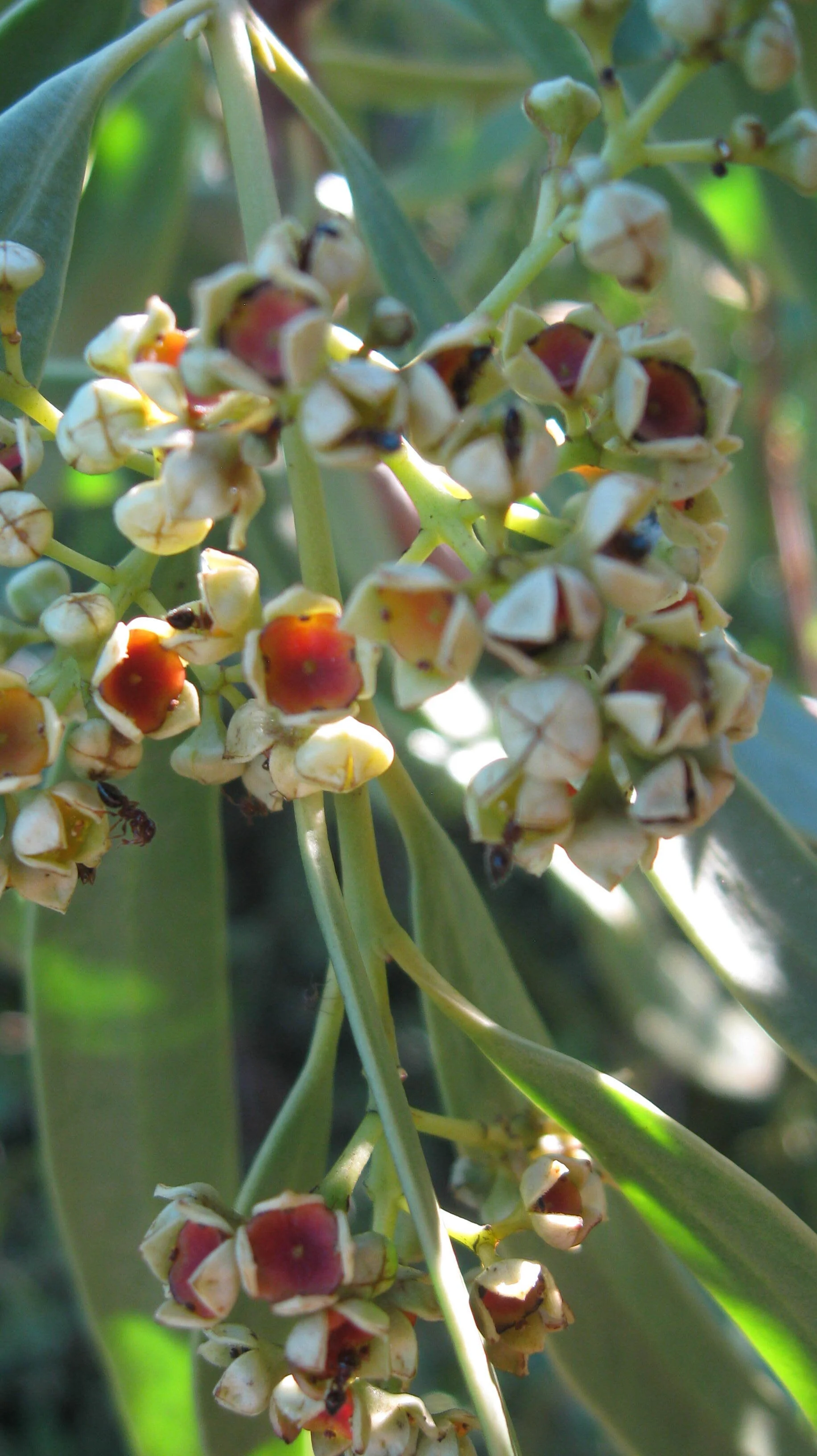  Wongil | Quandong blossom, near Dongara, with the promise from this old place of entangled histories for hope in our common future | photos Bruce Baskerville 