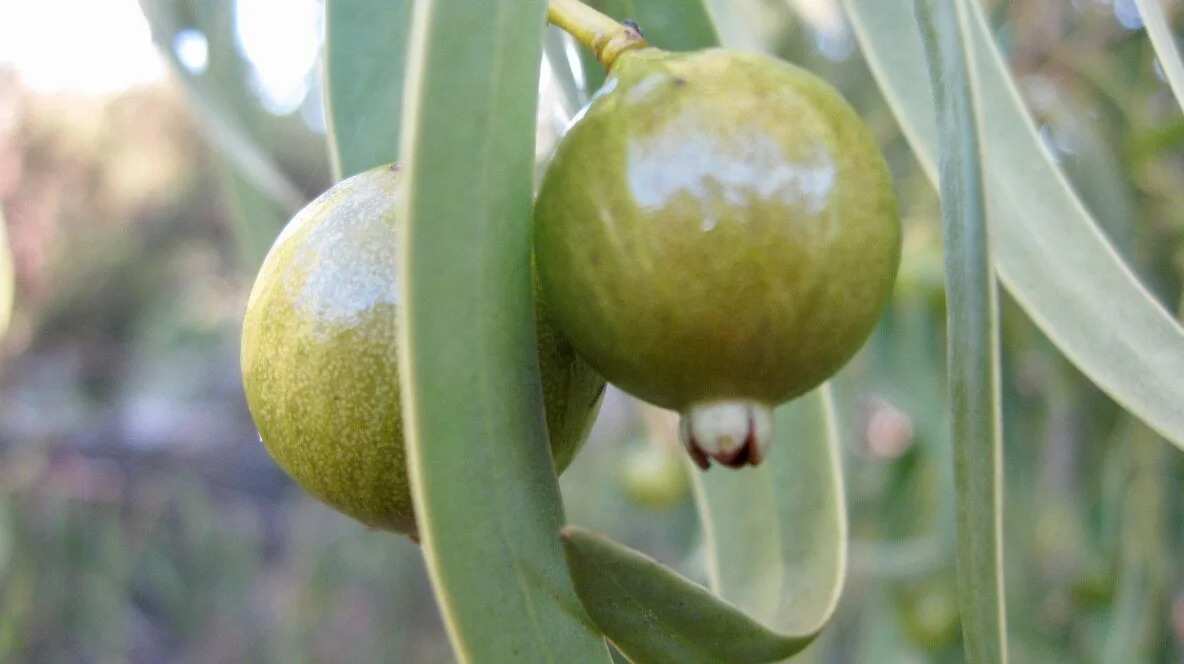  Wongil | Quandong green fruit 