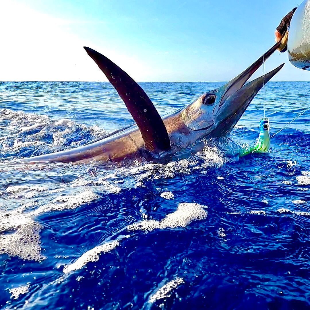 I love the excitement on deck when the sails come up, they really know how to pump up the energy on deck. #billfish #fishingwesternaustralia #scottreef #sailfish #richterlures