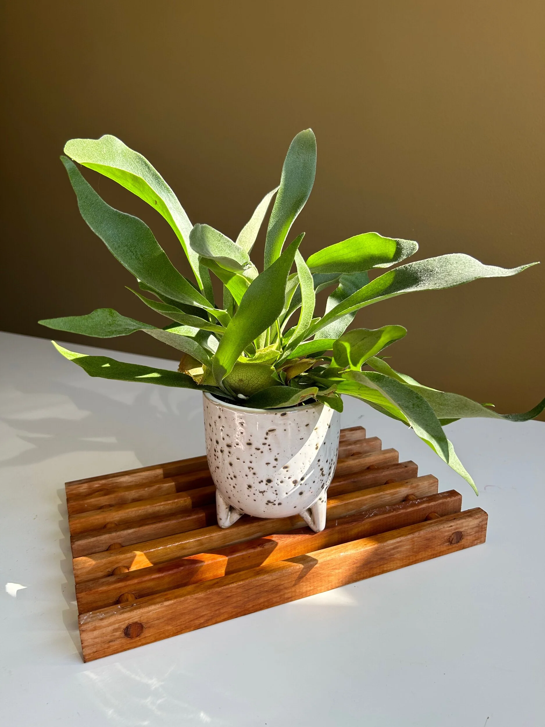 staghorn fern for delivery in sammamish