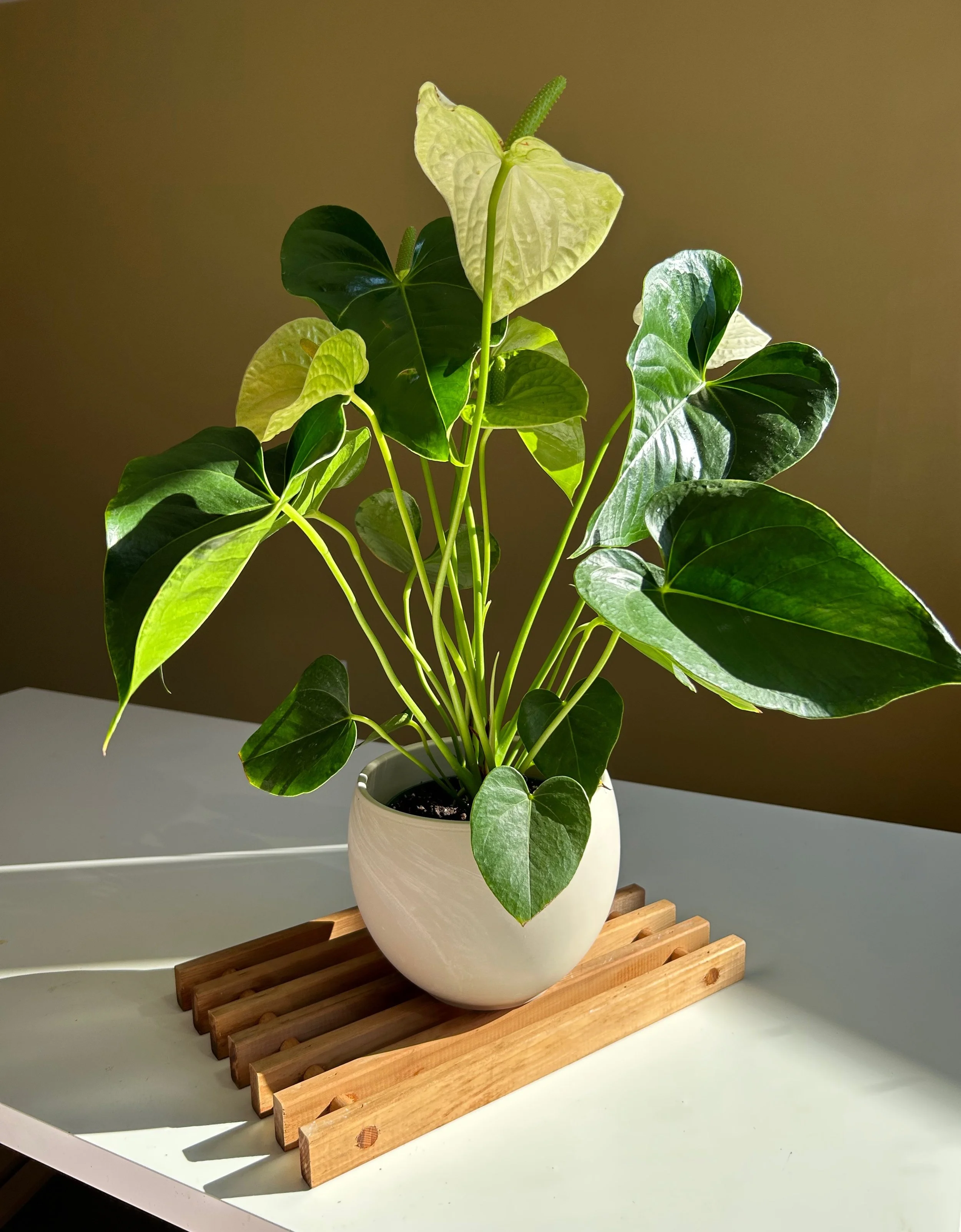 flowering anthurium for delivery in sammamish, redmond, bellevue