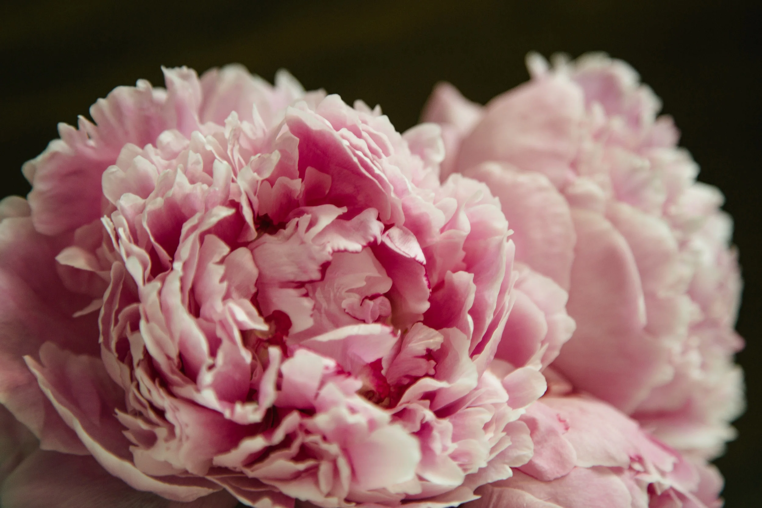 peonies_MichelleArdiel-25 copy.jpg