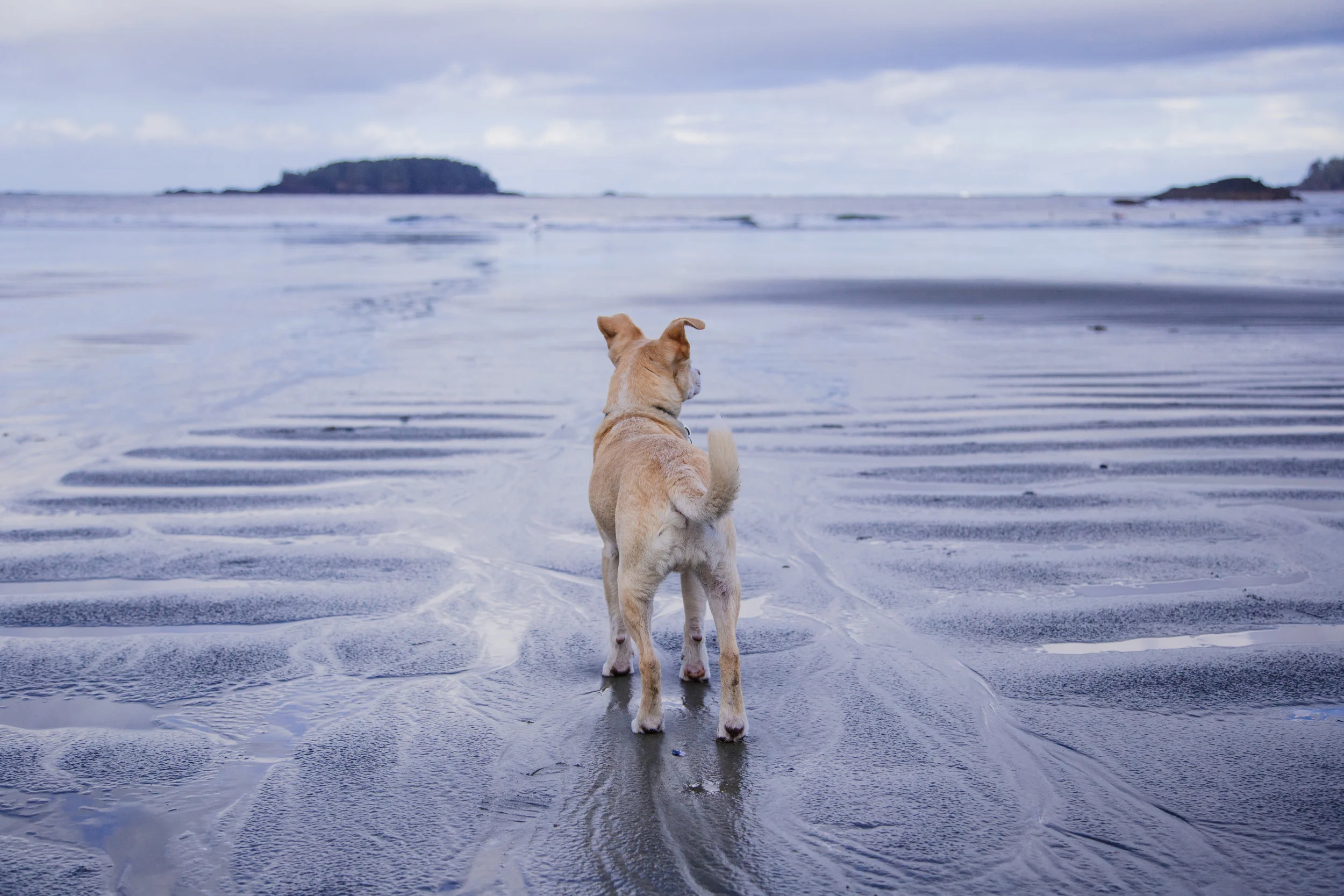 Tofino.Lucy.beach.Apr2017-20.jpg