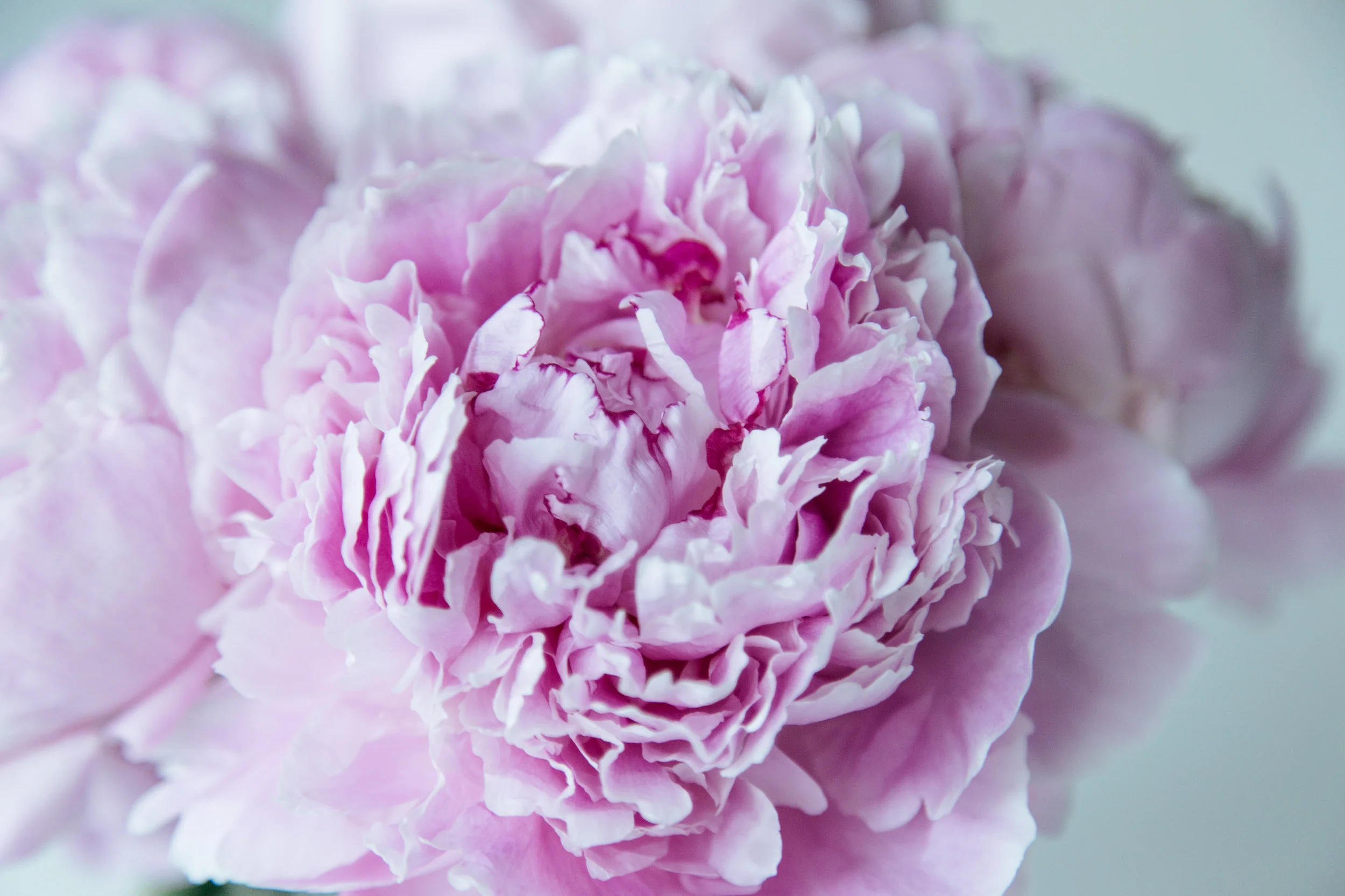 peonies_MichelleArdiel-12 copy.jpg