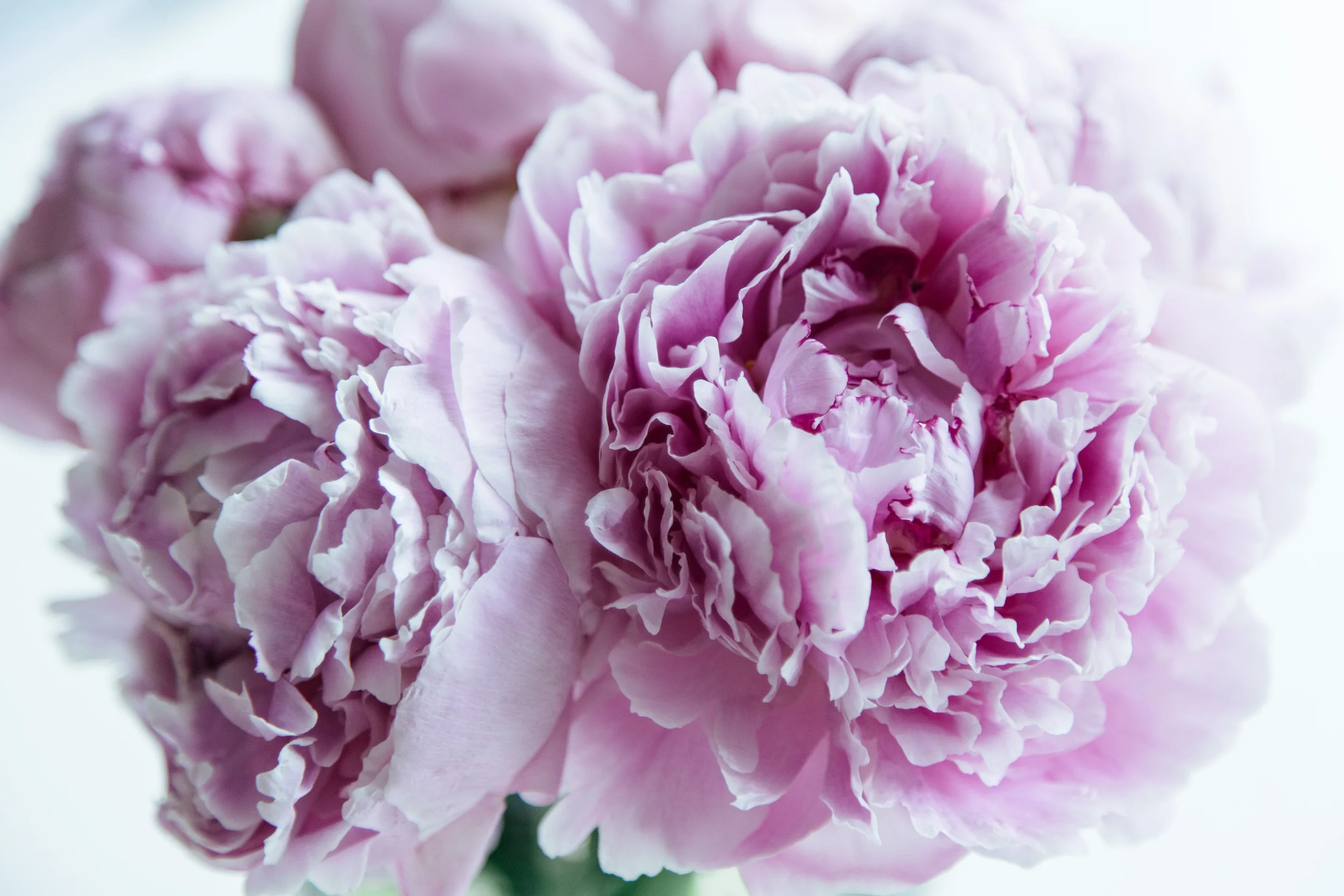 peonies_MichelleArdiel-8 copy.jpg