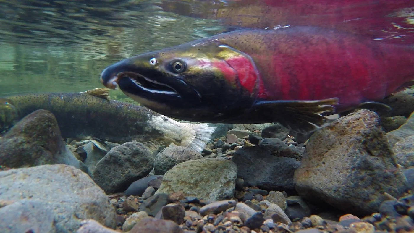 salmon.jpg