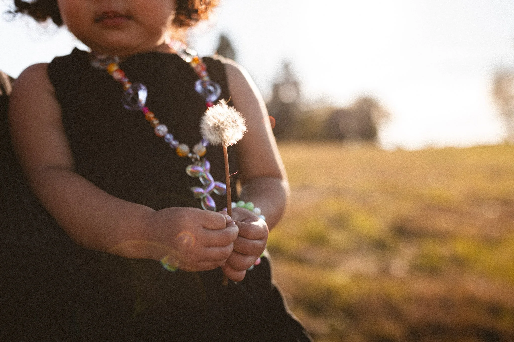 Child Holding a Dandelion in Warm Sunset Light | Gig Harbor Family Photographer