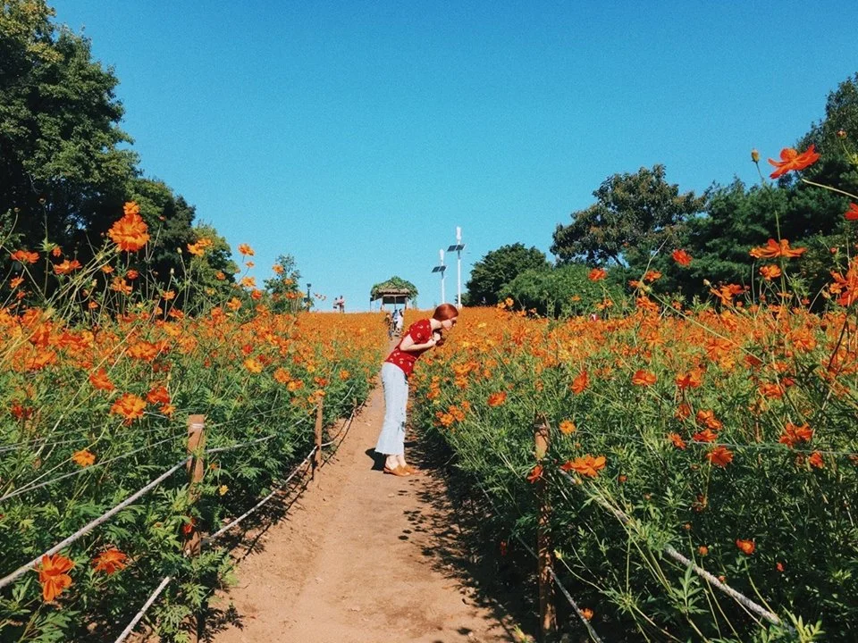 September Flower Fields in Seoul