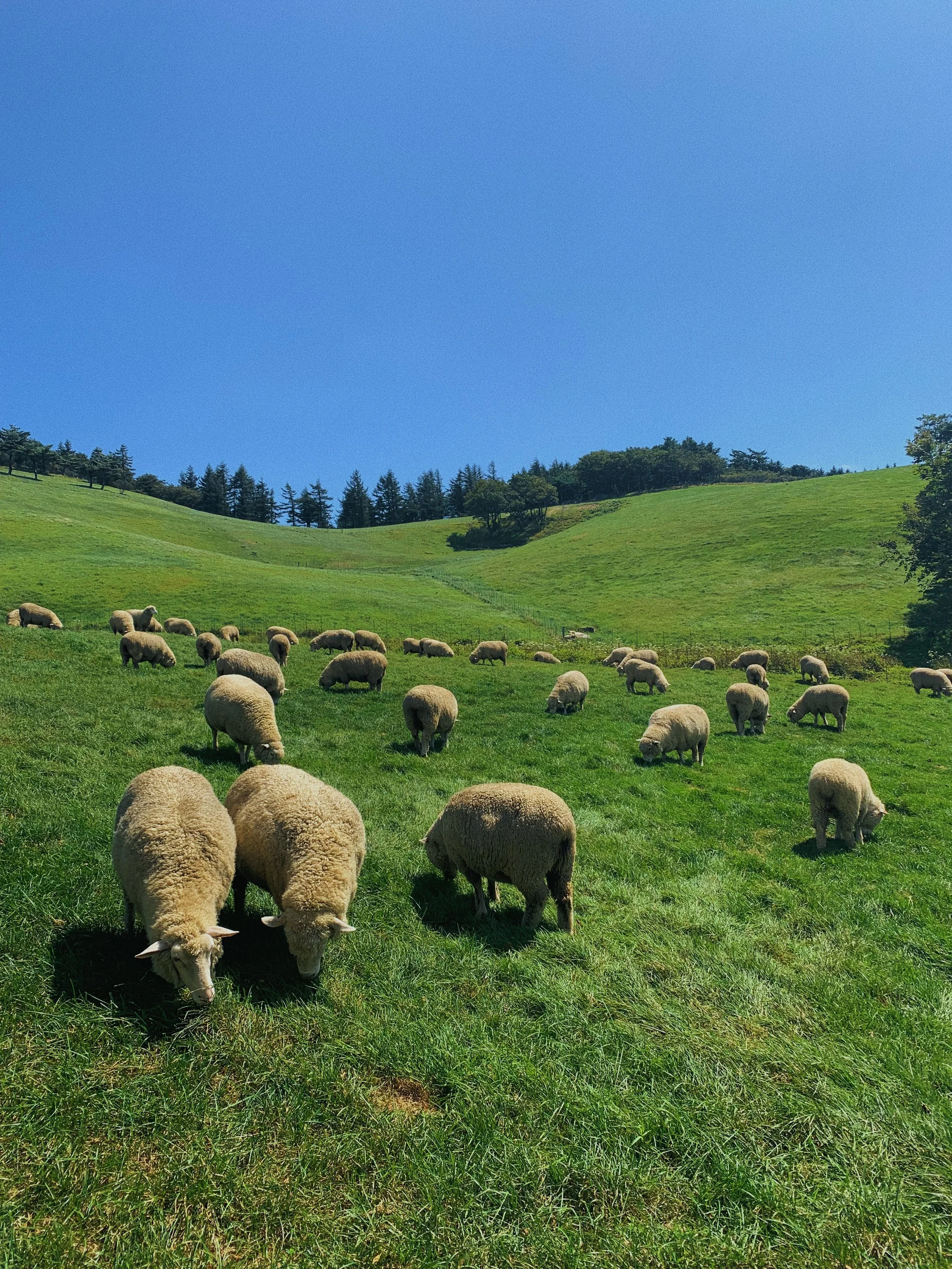 Day Out of Seoul: Daegwallyeong Sheep Farm and Gangneung Beaches