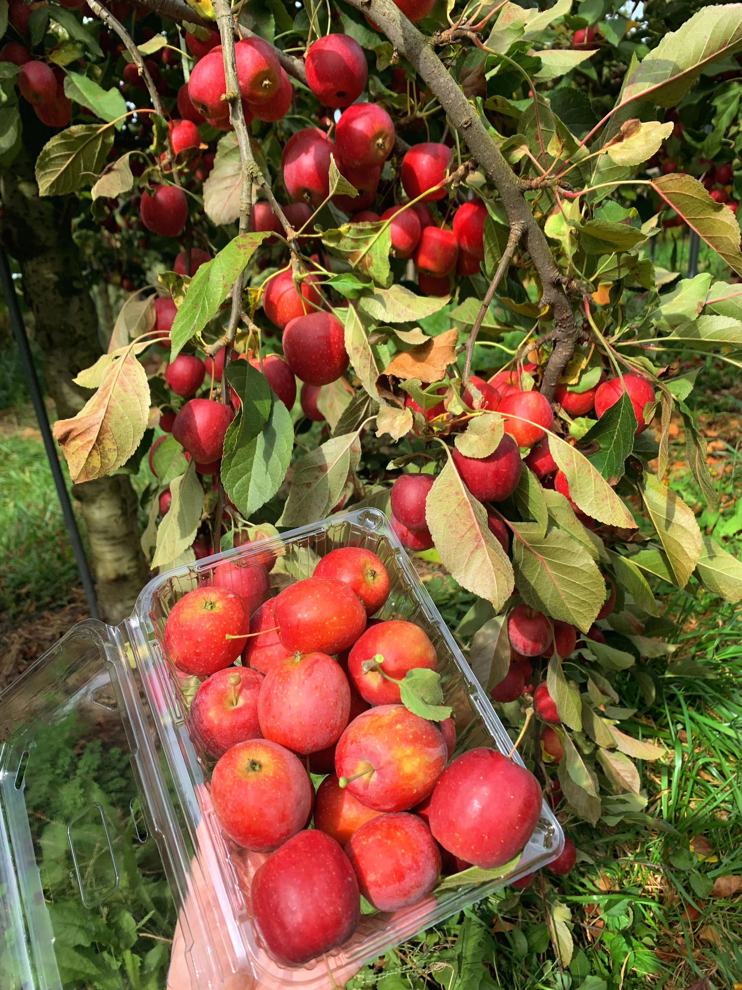 Apple Picking Outside of Seoul, Korea - Pocheon Boss Apple Farm