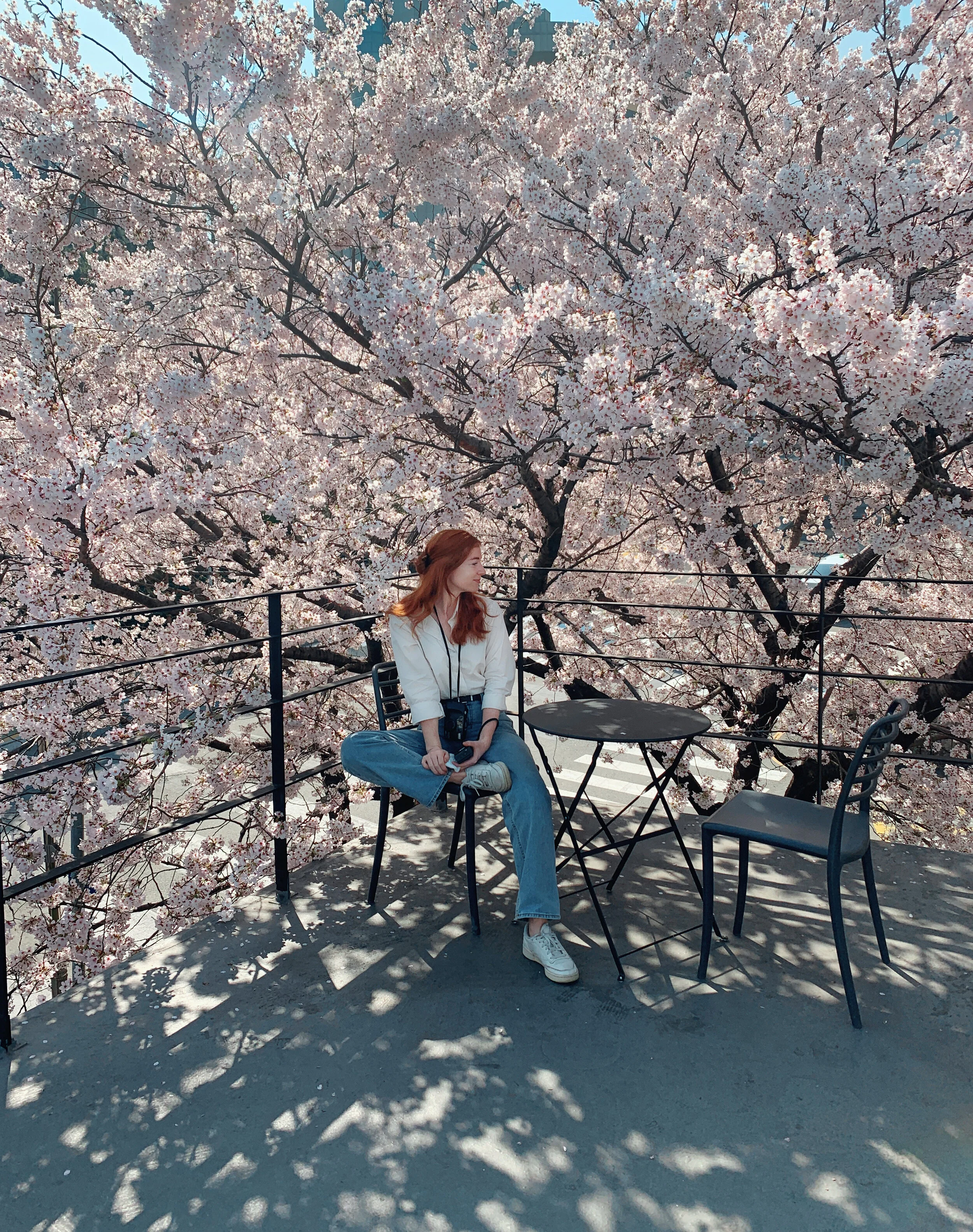 Visiting Busan - Cherry Blossom Season in Korea