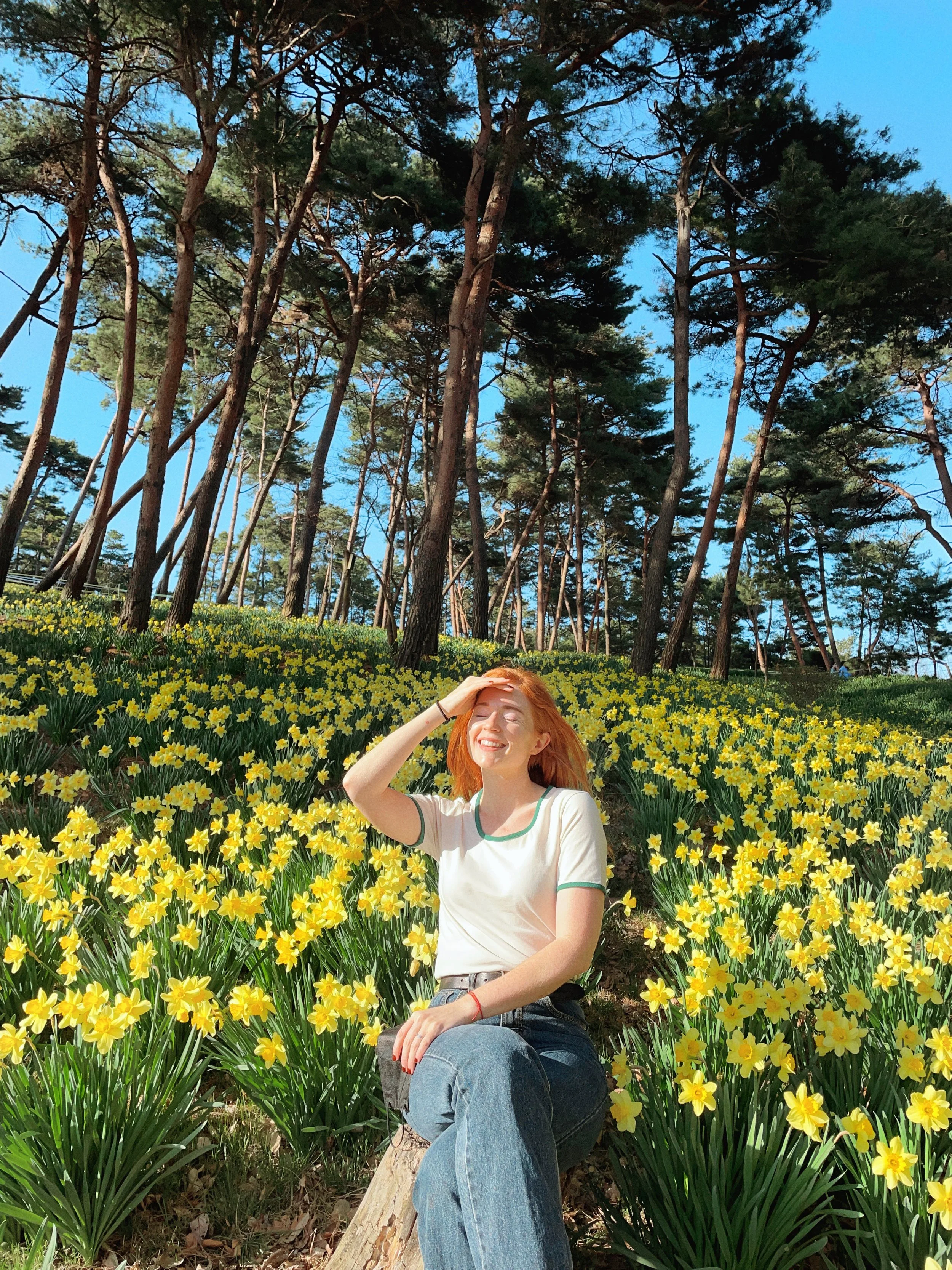 Visiting Seosan's Yoogibanggaok Daffodil Fields in April (서산유기방가옥)