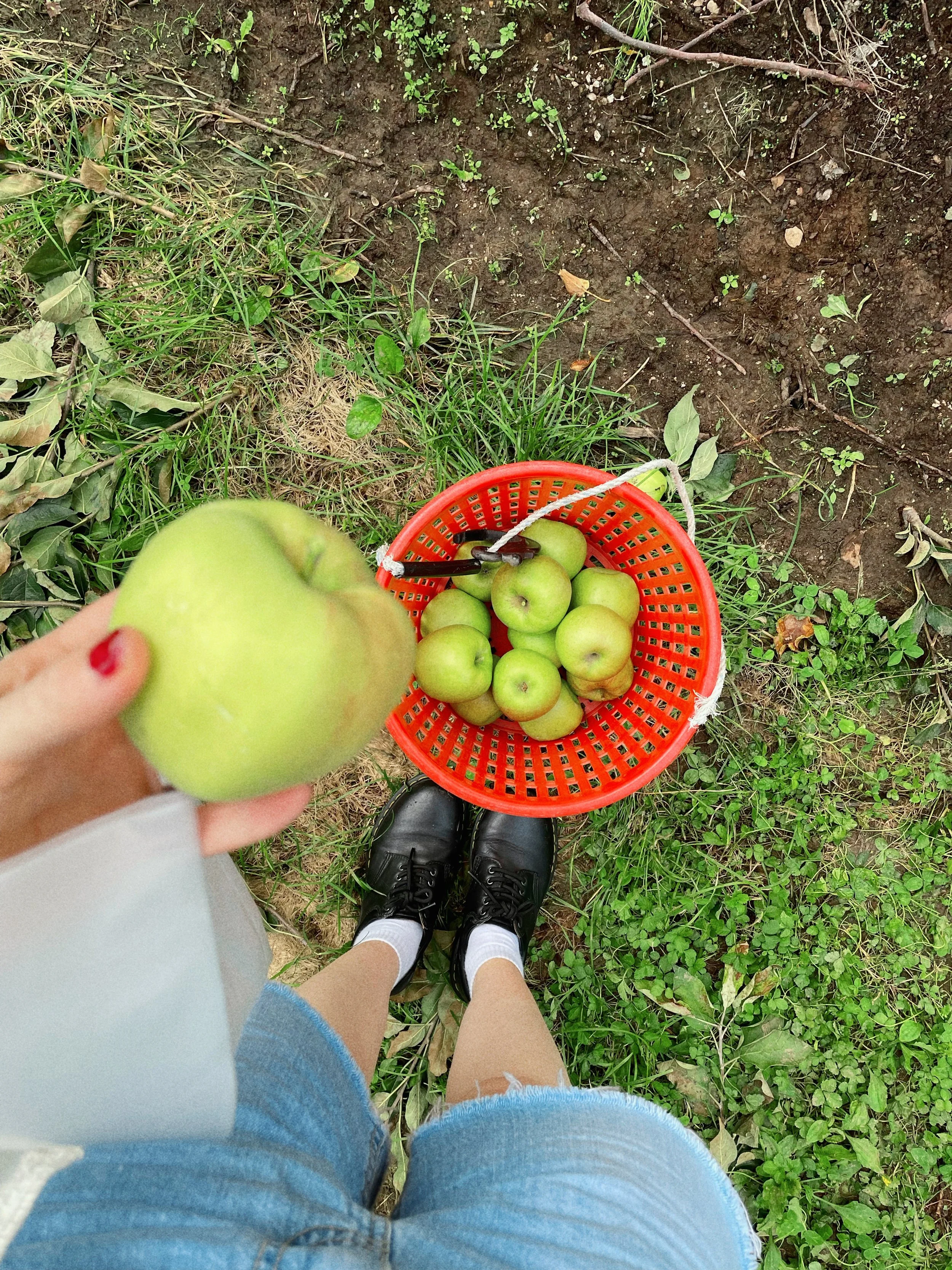 Staying on an Apple Farm in Korea (apple picking AirBnb!)