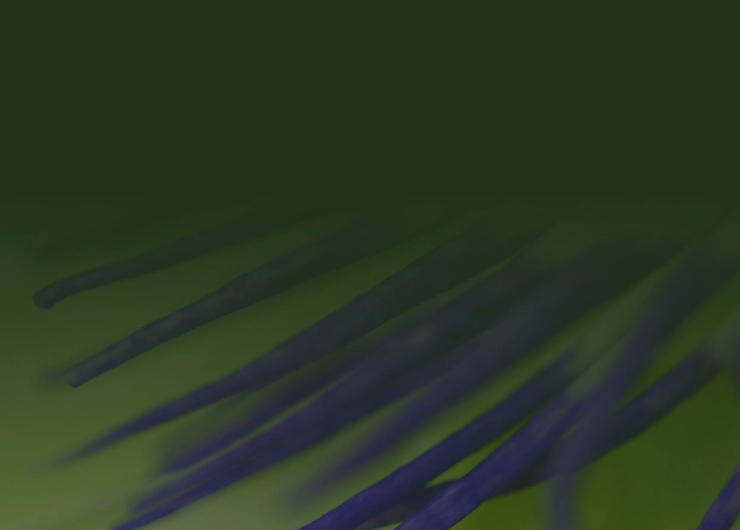 Close-up view of a blue flower with elongated petals or stamens.