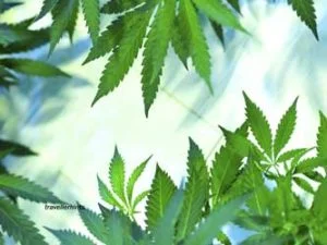 Hikkaduwa-beach-weed-300x225.jpg