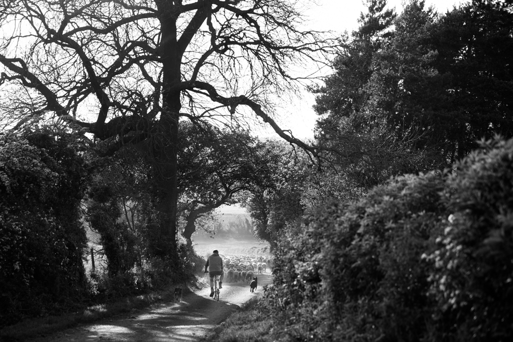 Moving sheep. Glaston Road