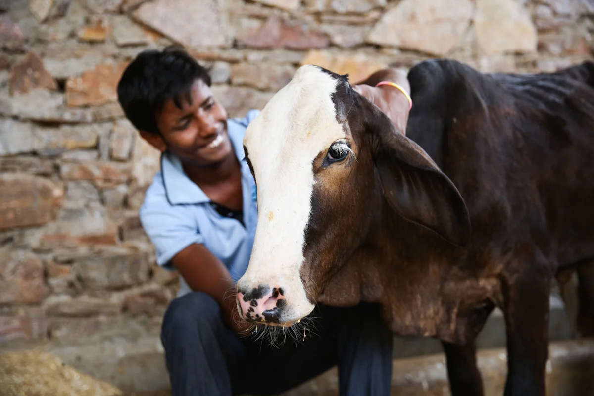 TOLFA cow.jpg