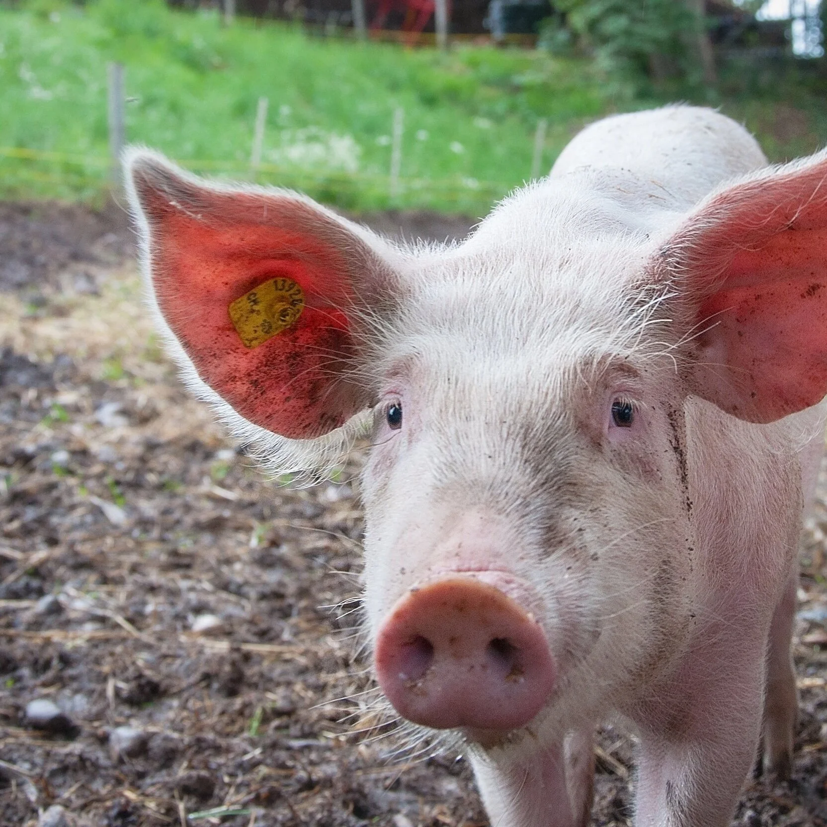 Stock+image+-+pig.jpg