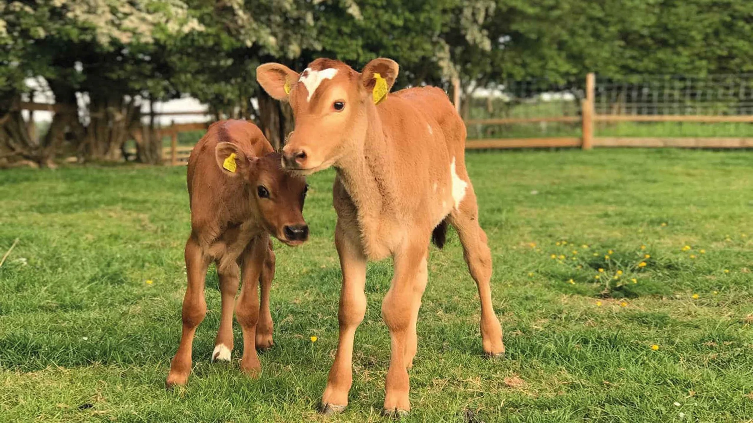 Christmas Raffles to raise money for animal sanctuaries