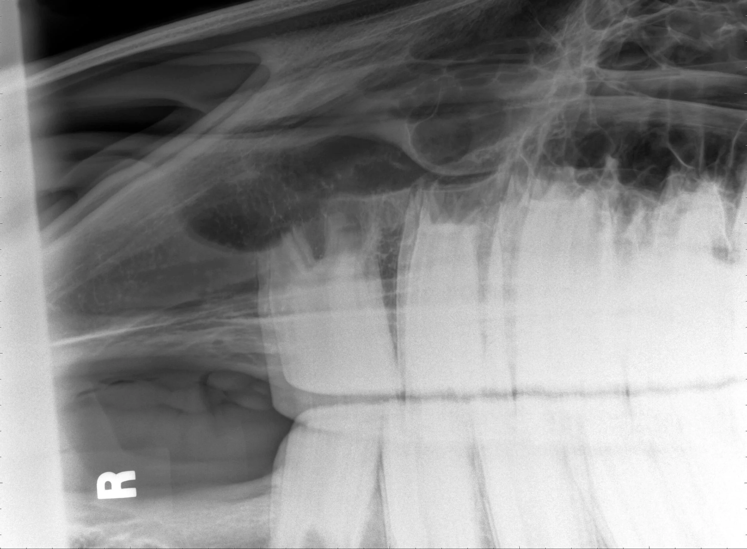 Equine Dental X-ray